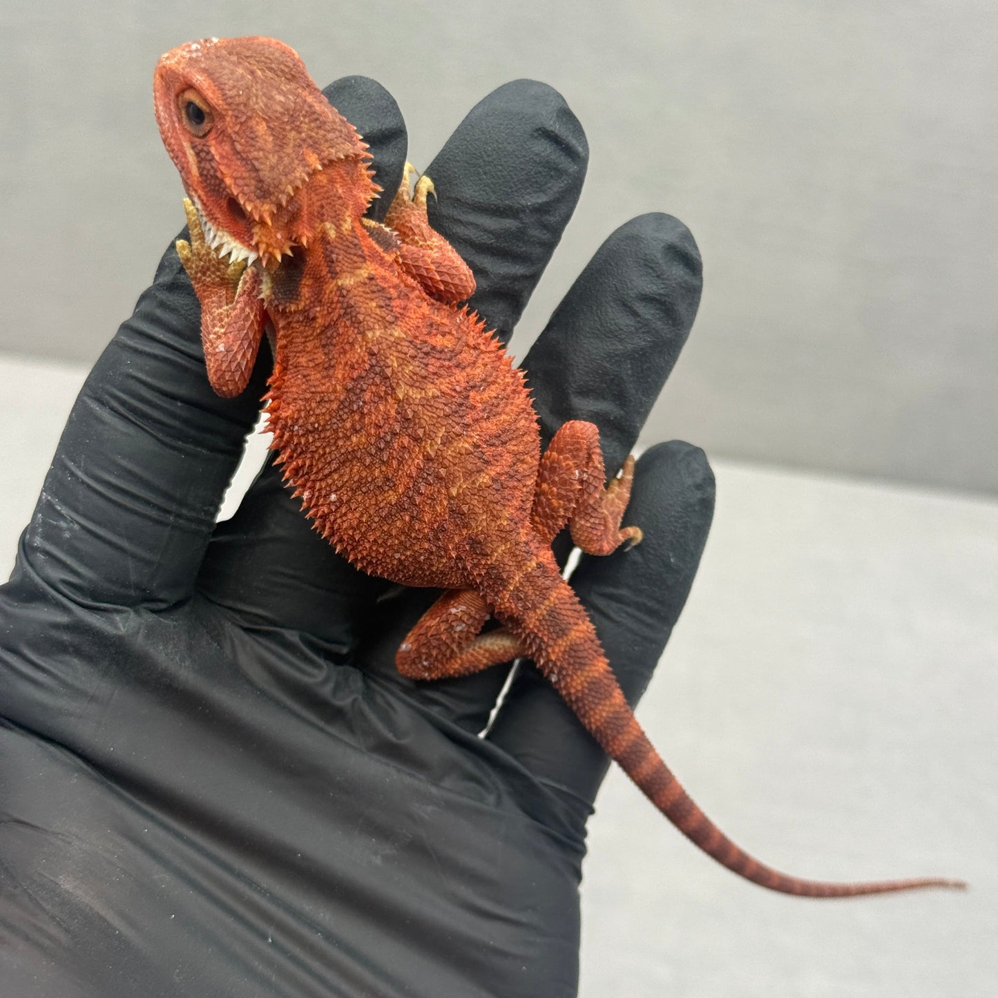 Red Trans Bearded Dragon 695