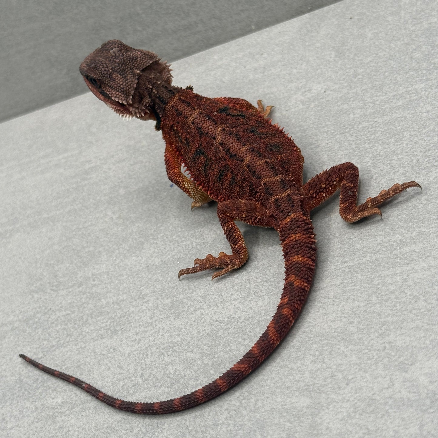 Red Bearded Dragon 696