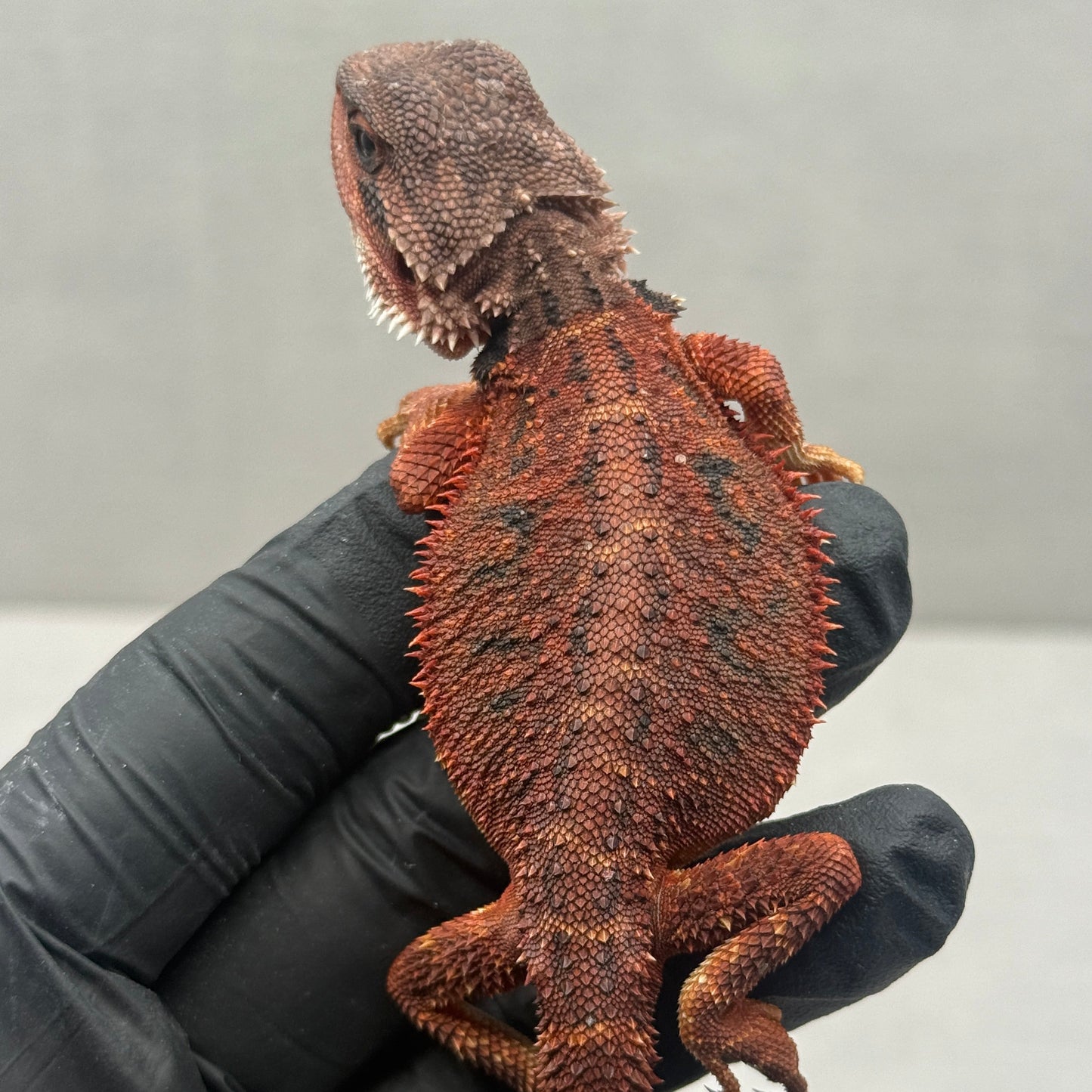 Red Bearded Dragon 696