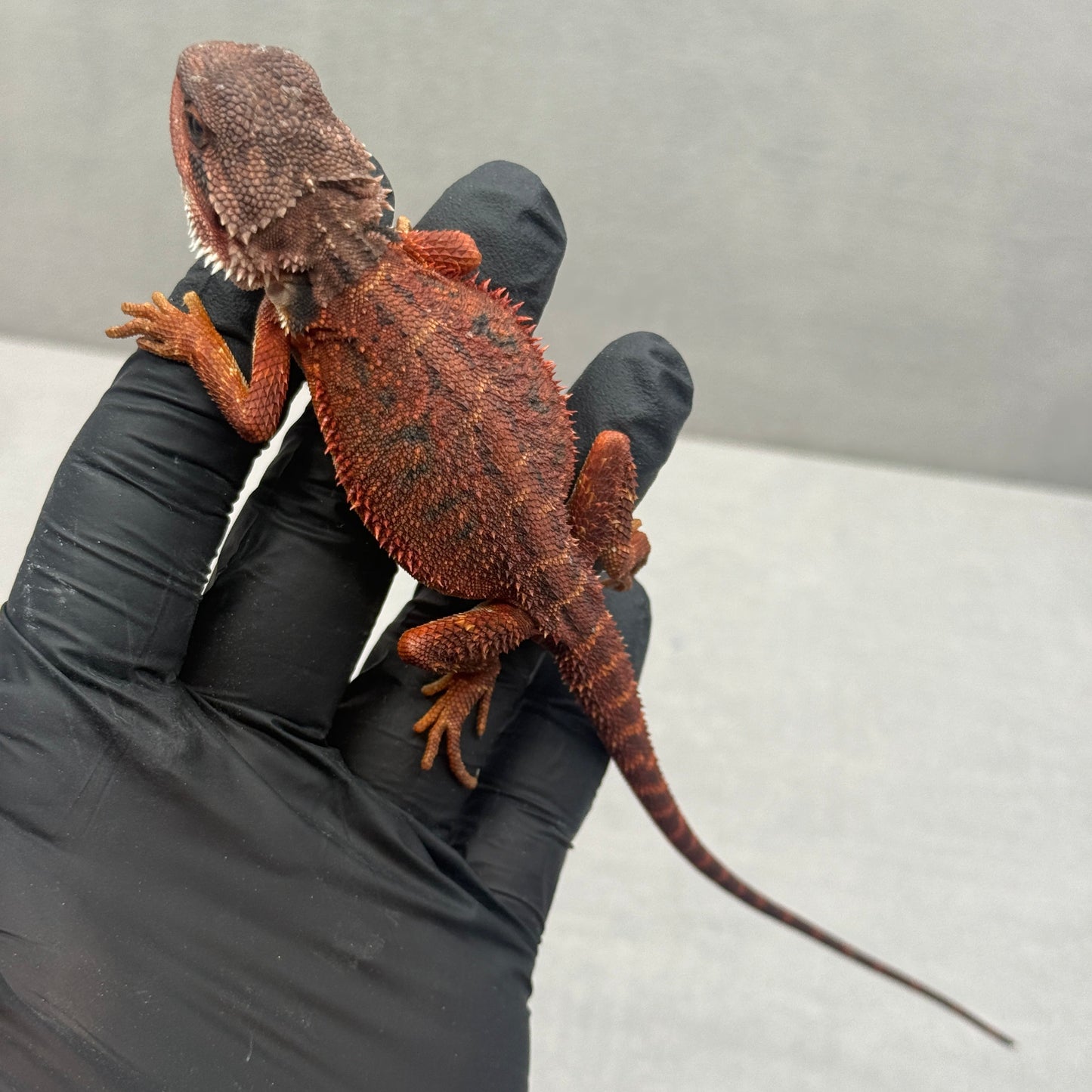 Red Bearded Dragon 696