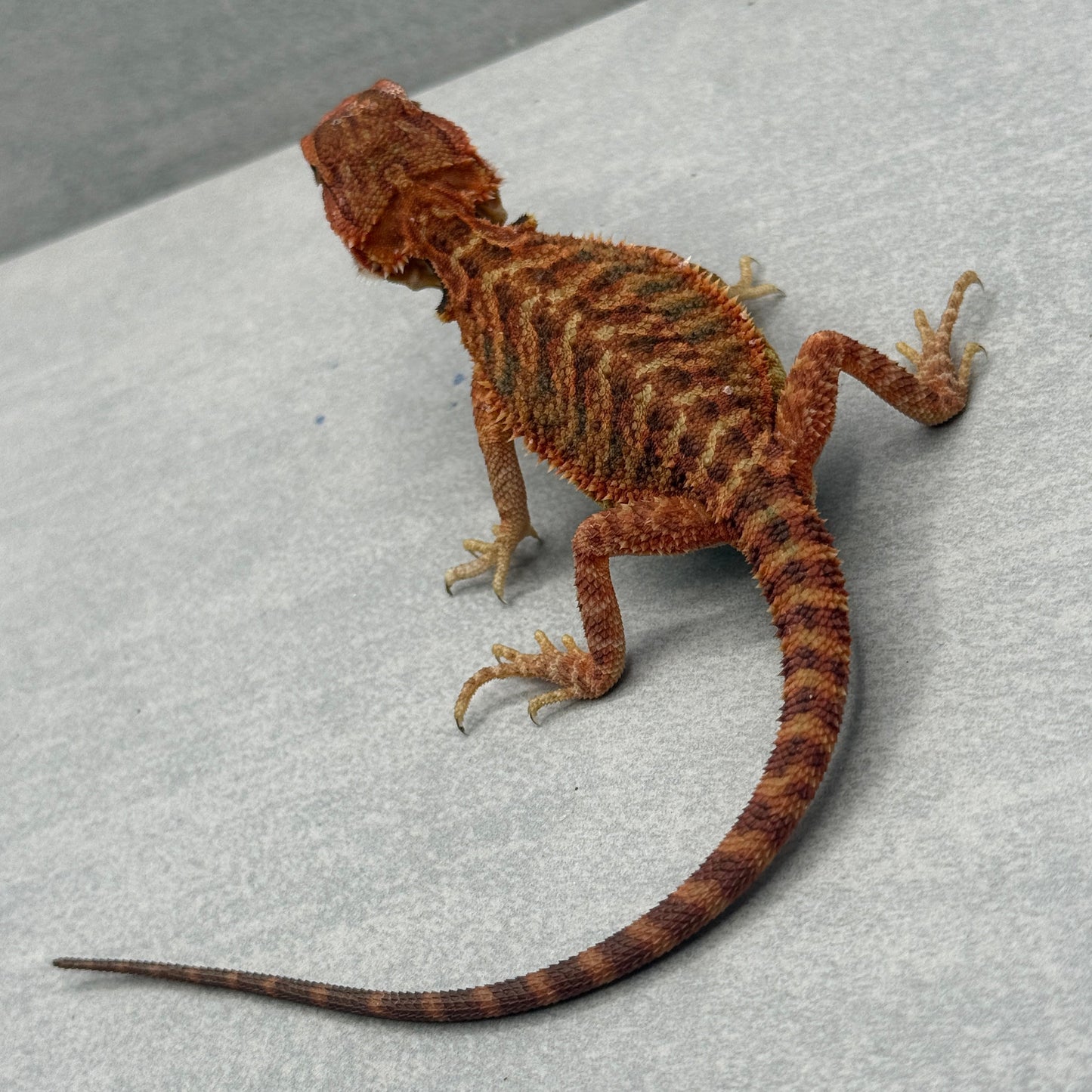 Red Trans Bearded Dragon 697