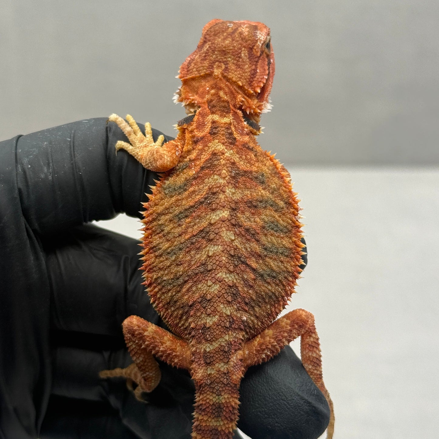 Red Trans Bearded Dragon 697