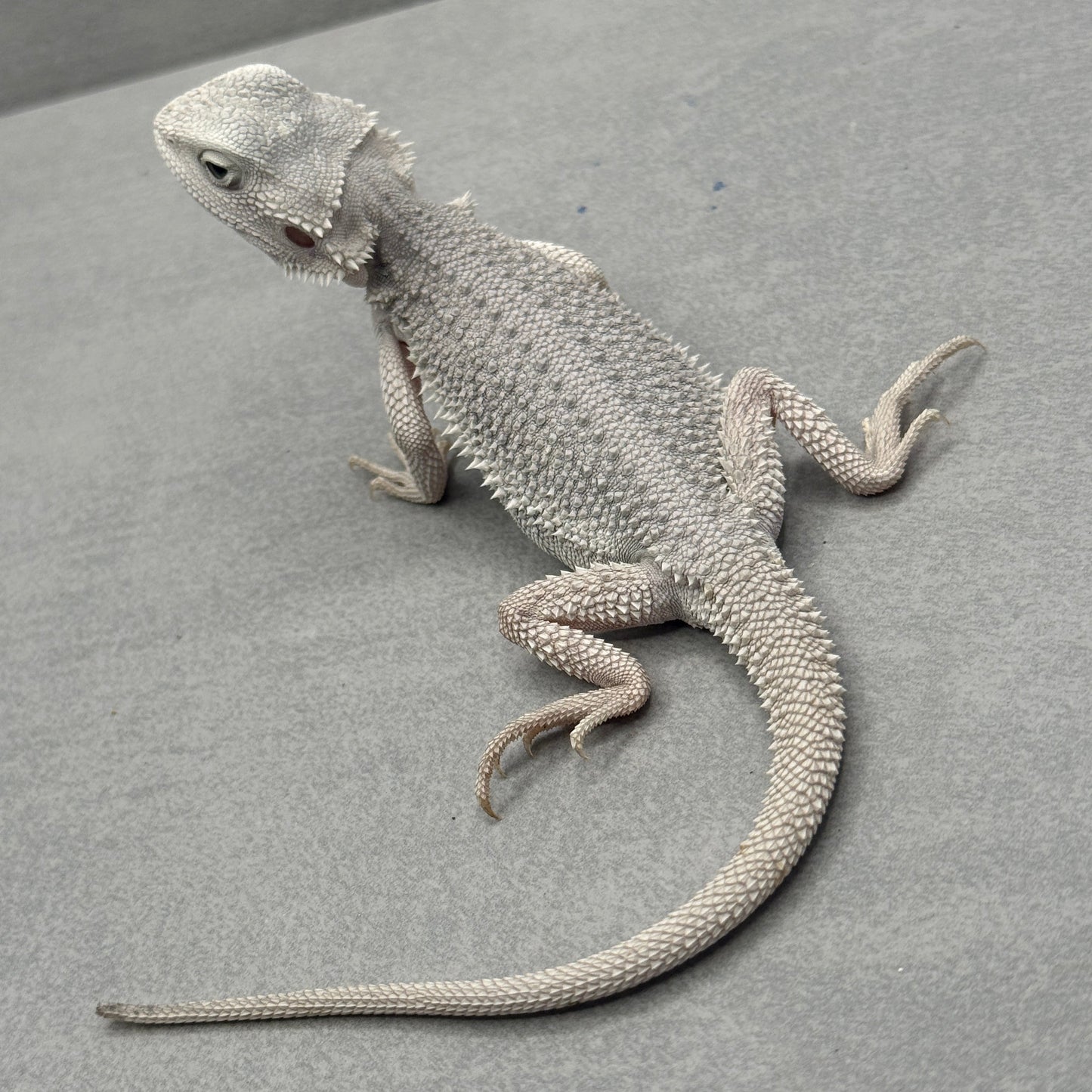 Hypo Zero Bearded Dragon 772