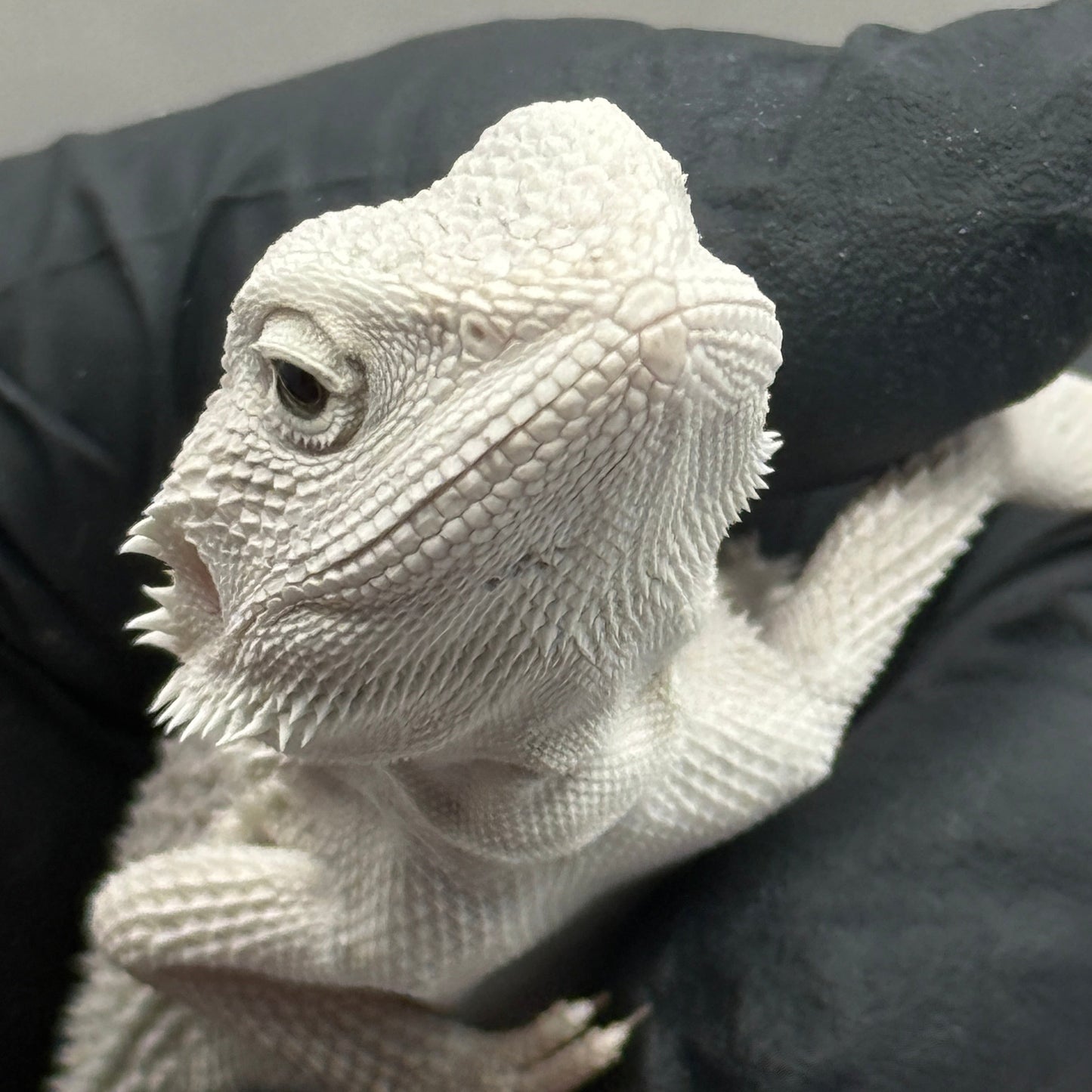 Hypo Zero Bearded Dragon 772