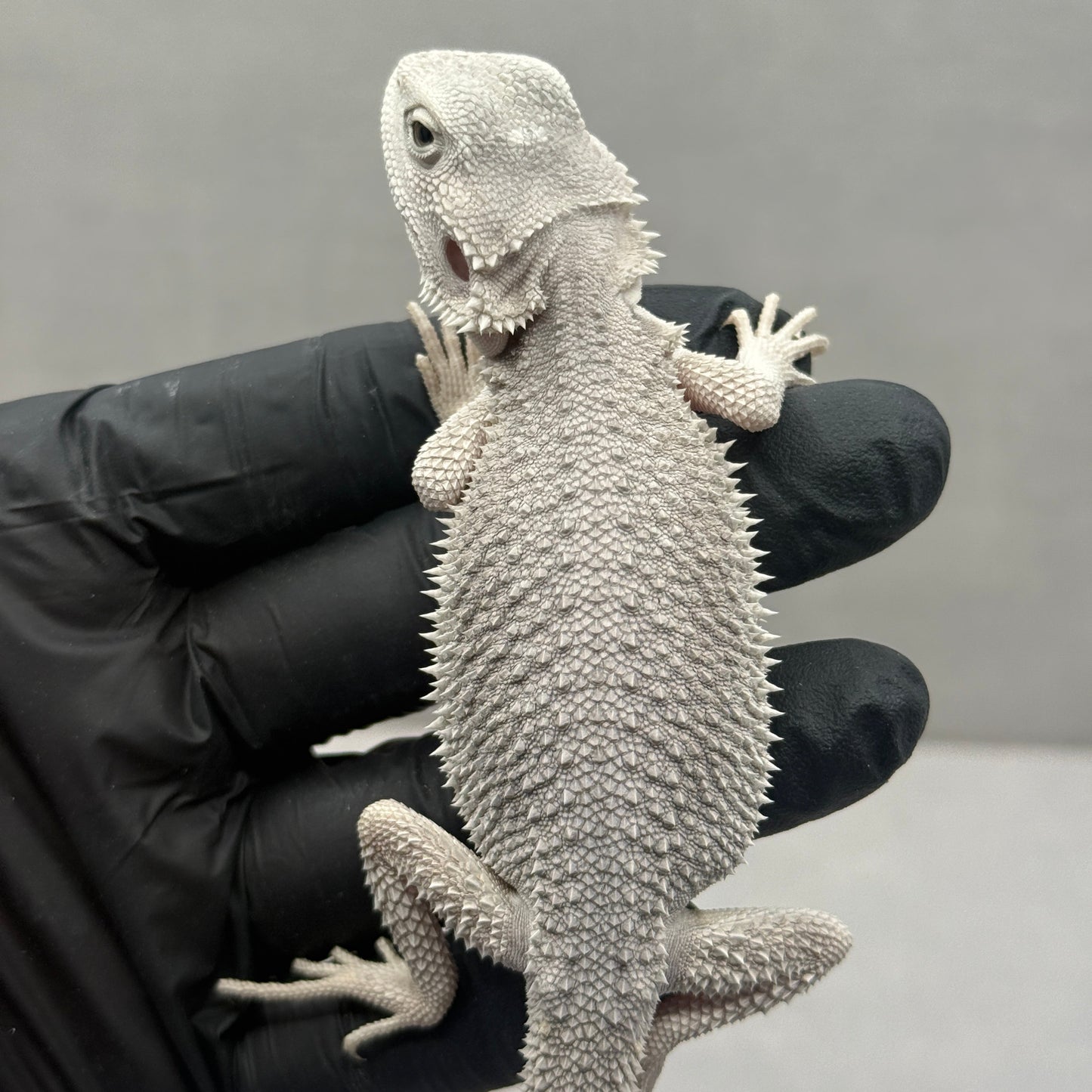 Hypo Zero Bearded Dragon 772