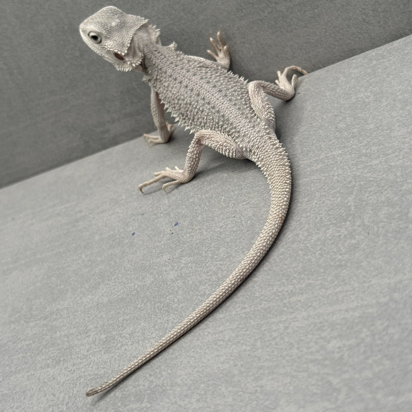 Hypo Zero Bearded Dragon 772