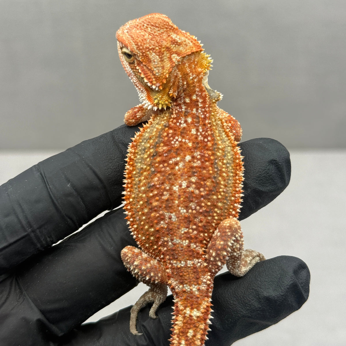 Dunner Hypo 75% Red Monster 910