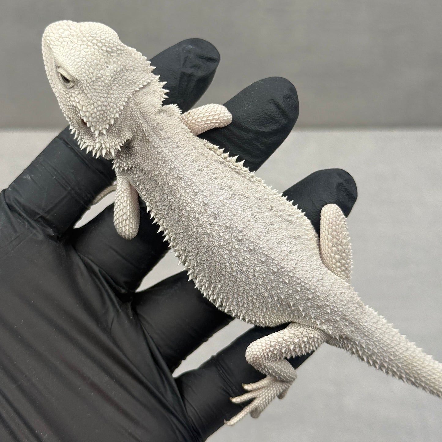 Hypo Zero Bearded Dragon 773