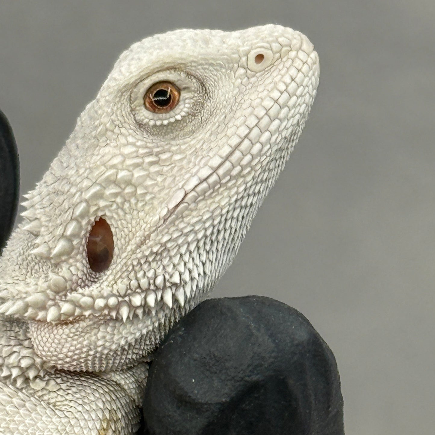 Hypo Zero Bearded Dragon 773