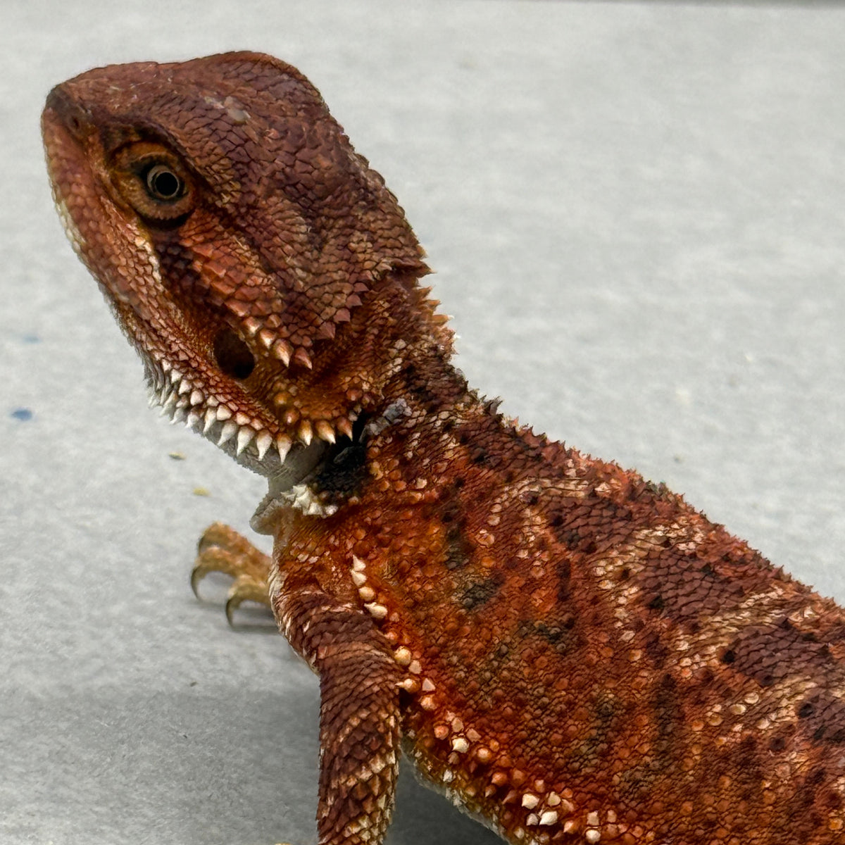 Red Monster 920