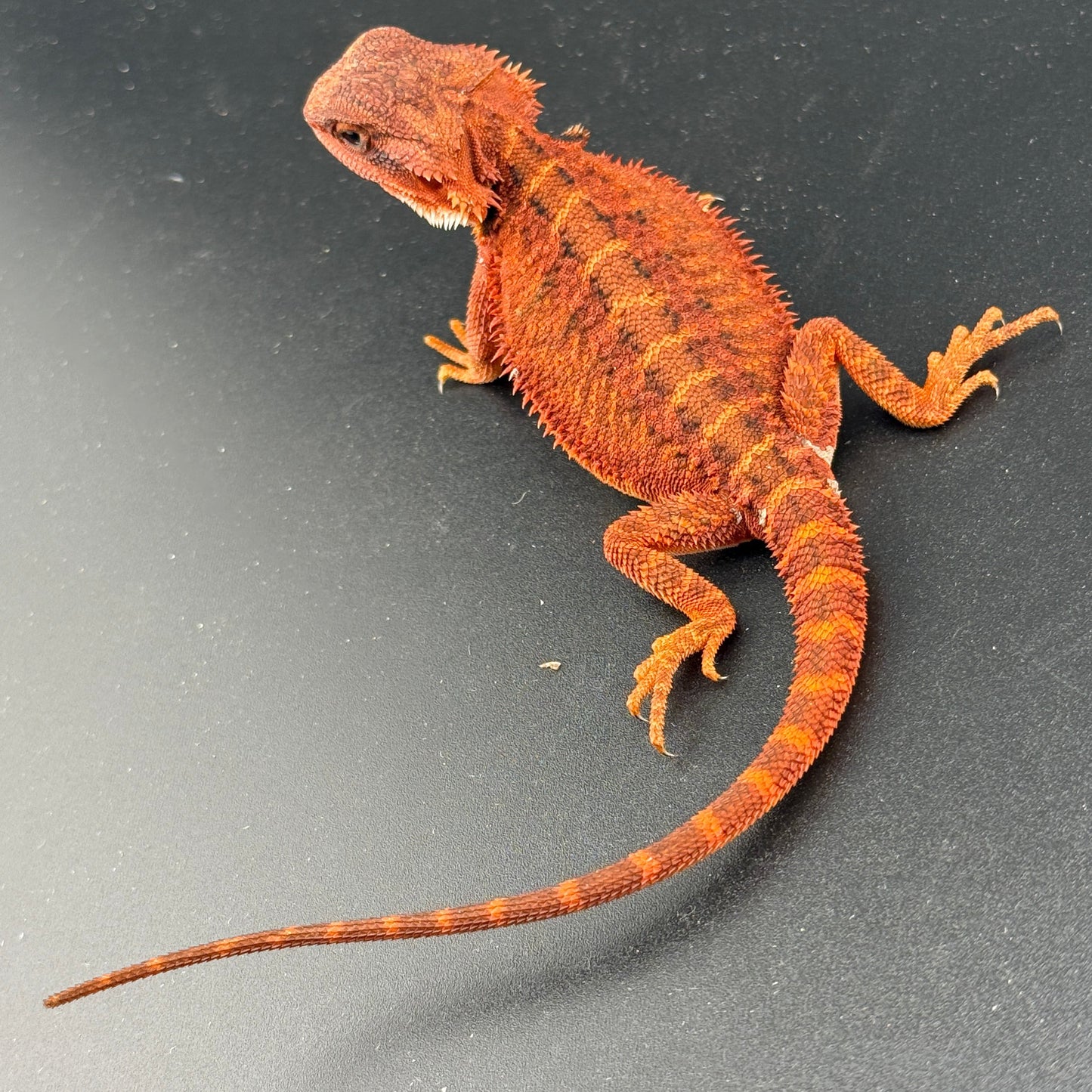 Red Trans Bearded Dragon 400
