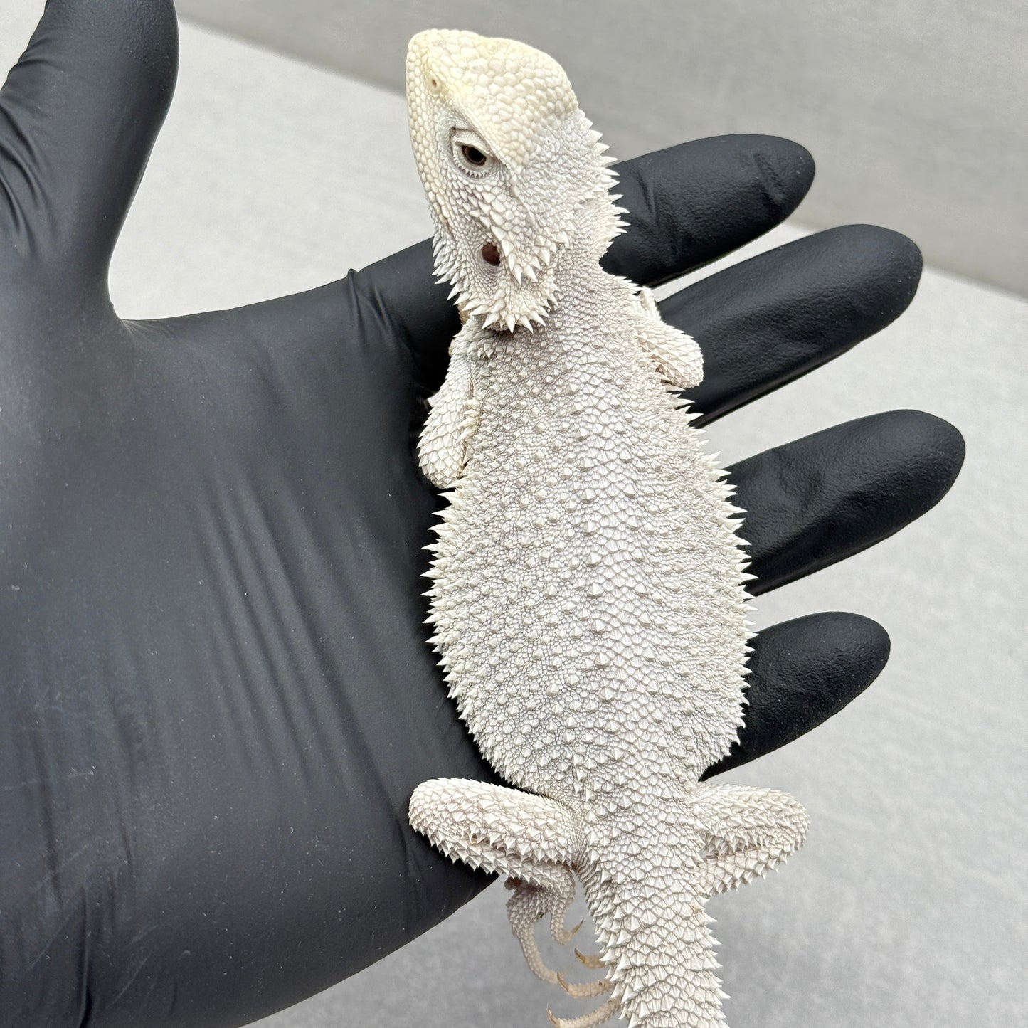 Hypo Zero Bearded Dragon 411