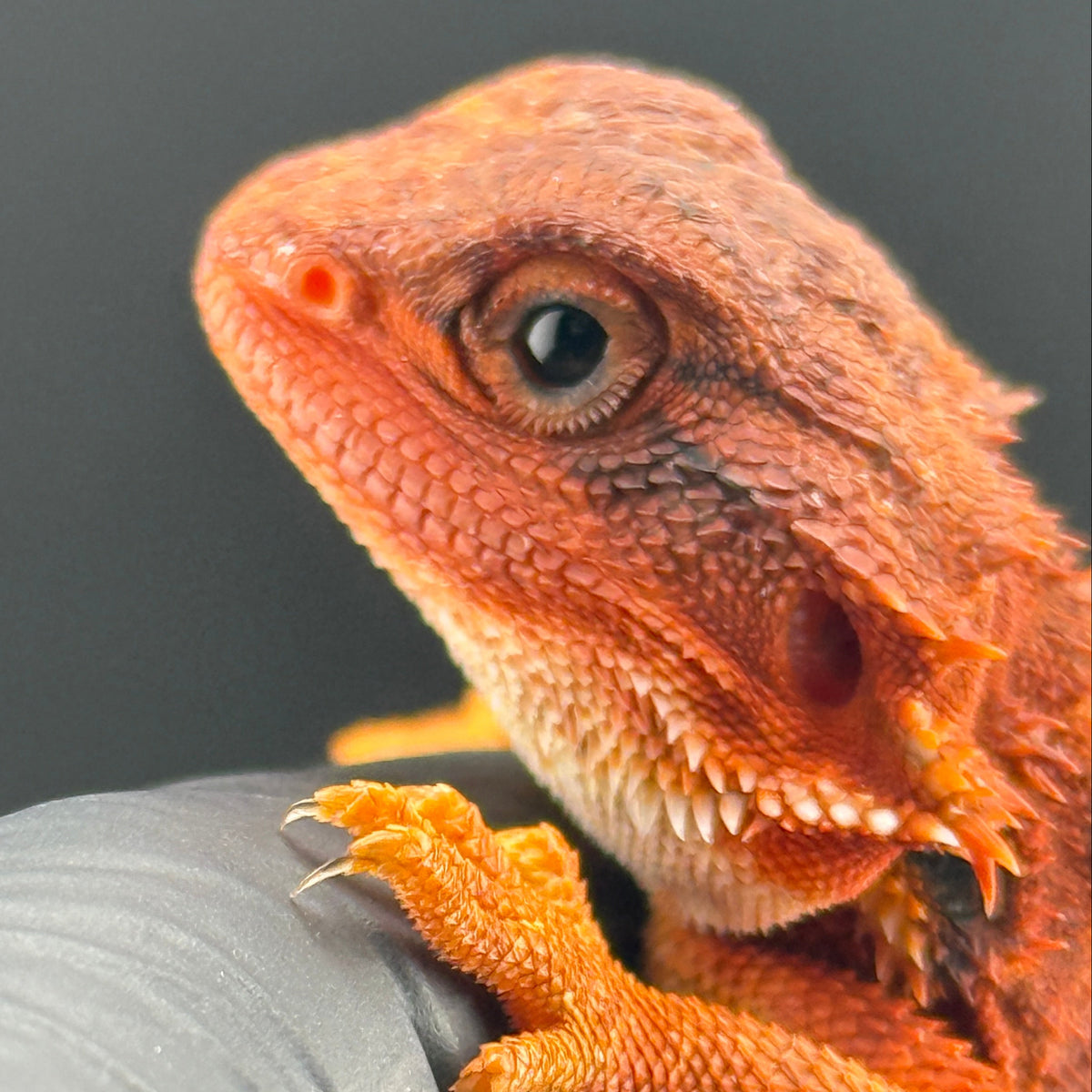 Red Trans Bearded Dragon 400