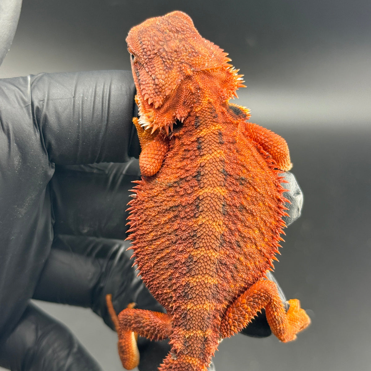 Red Trans Bearded Dragon 400