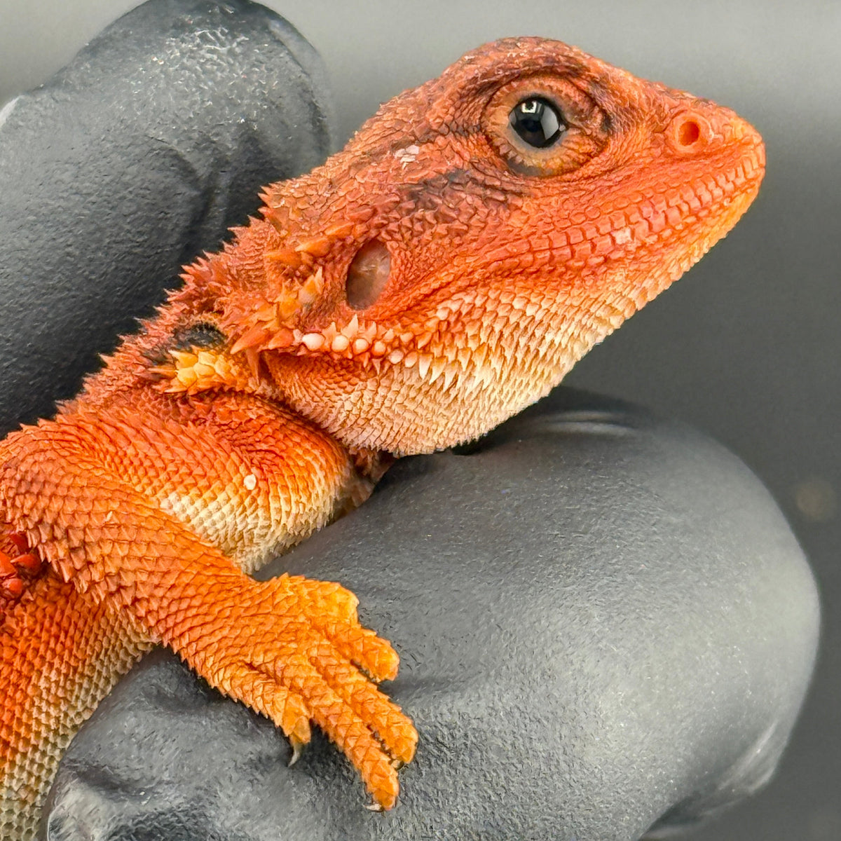 Red Trans Bearded Dragon 400
