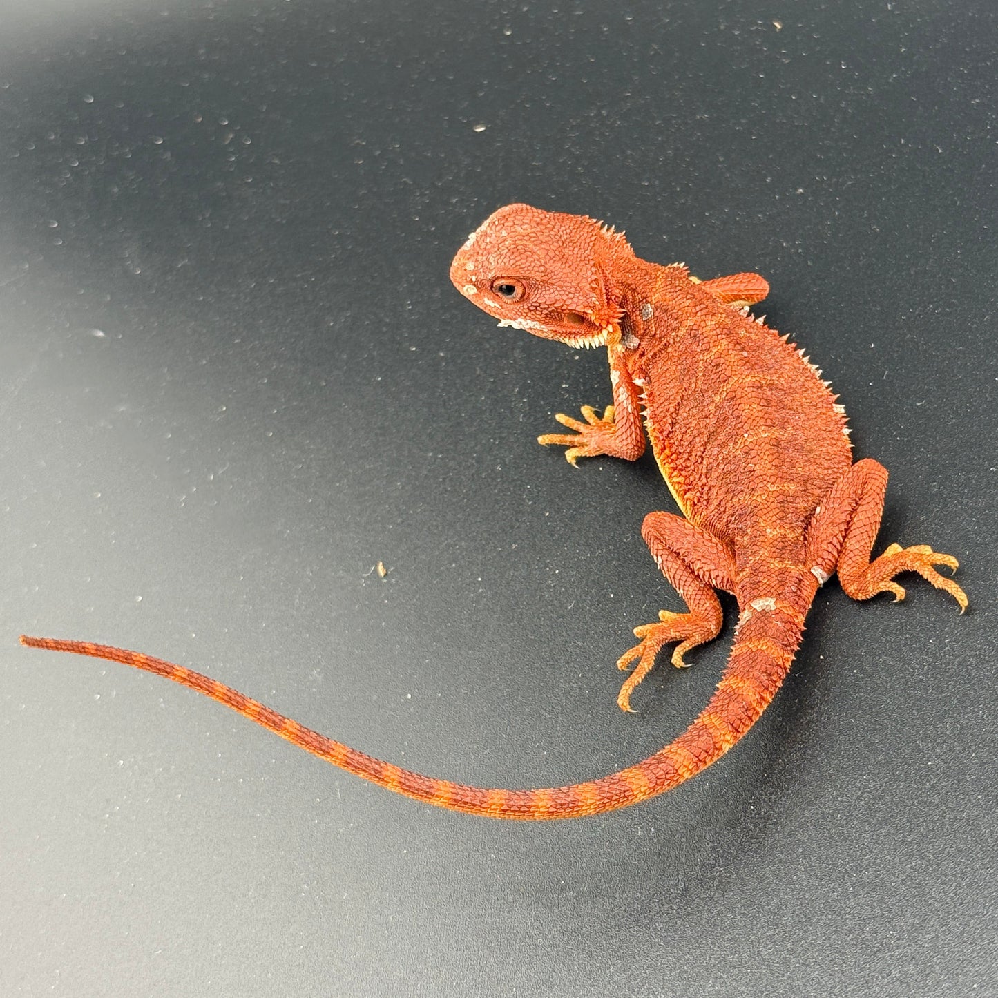 Red Trans Bearded Dragon 401