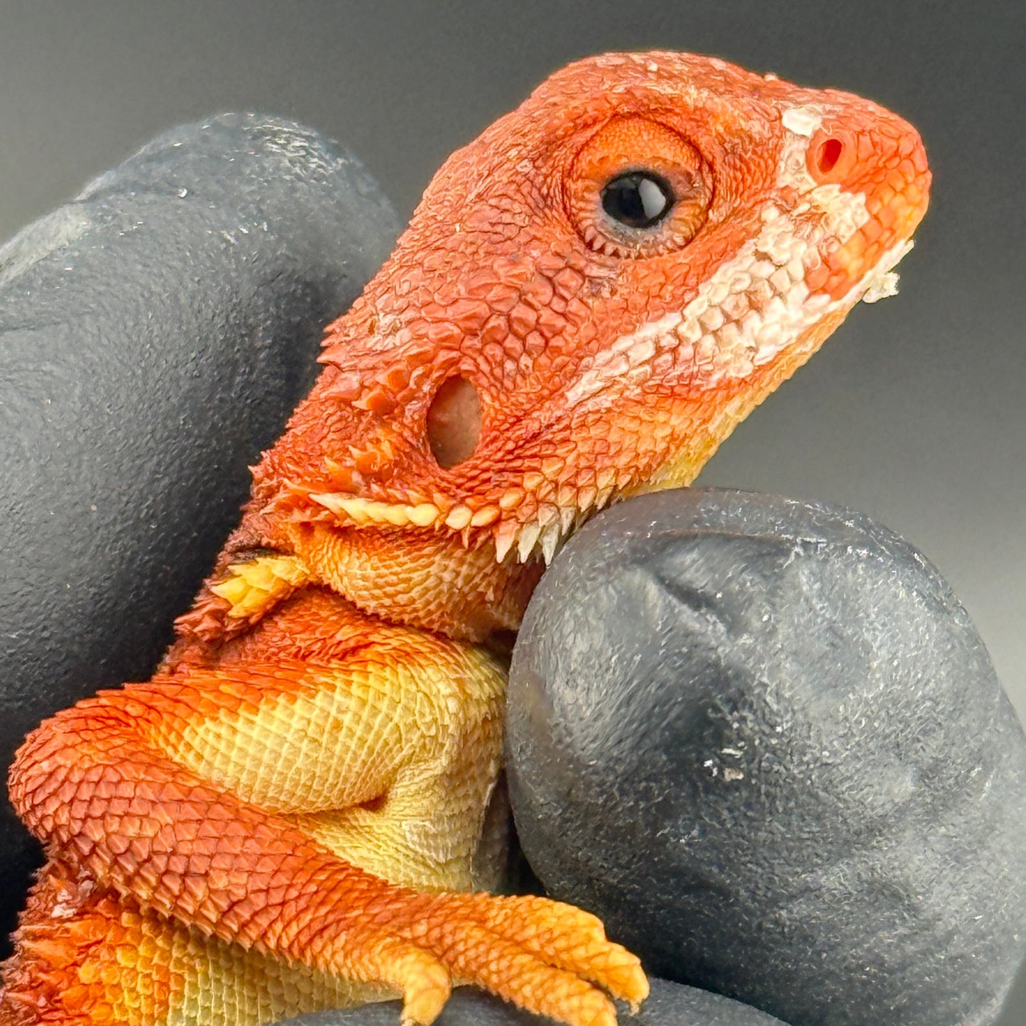 Red Trans Bearded Dragon 401