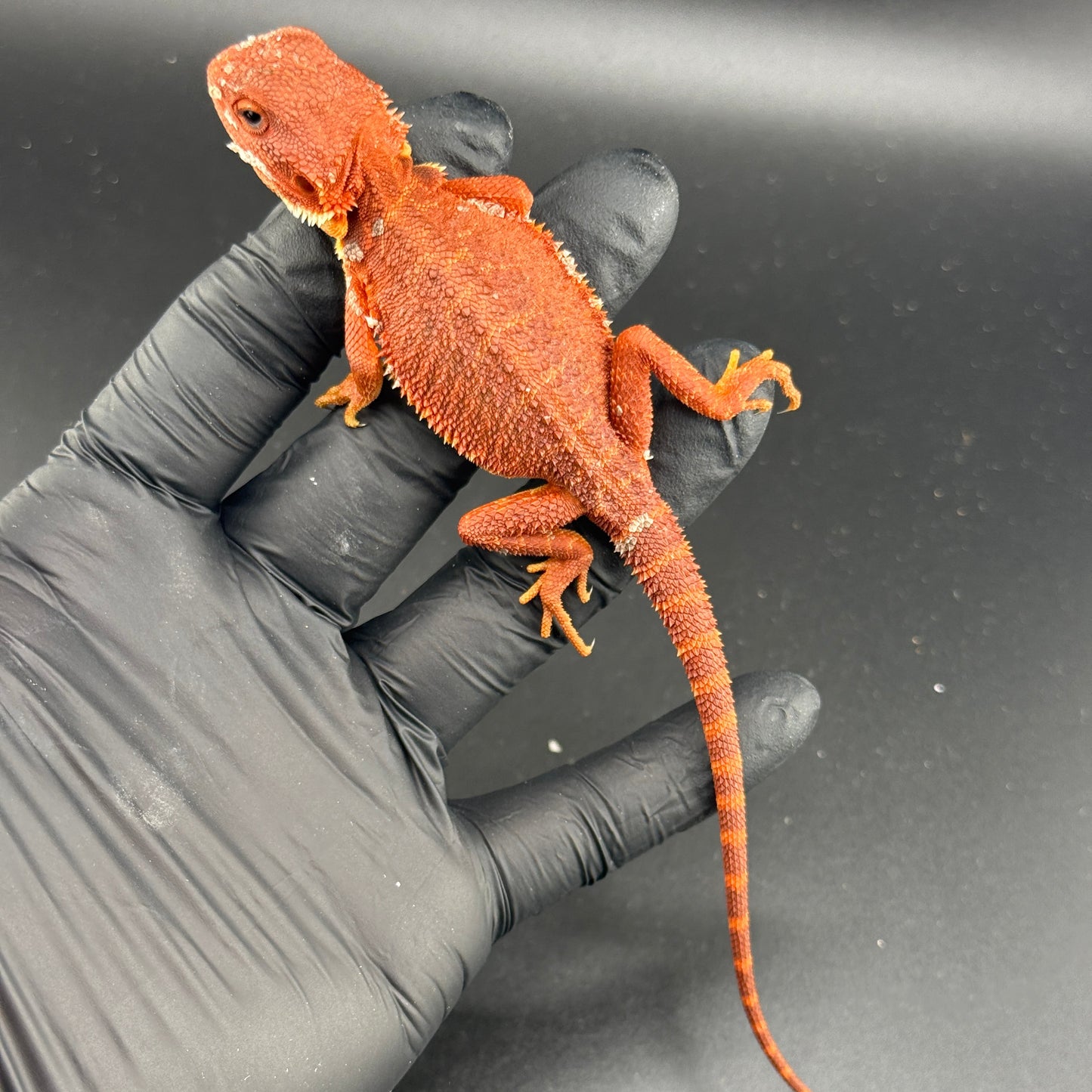 Red Trans Bearded Dragon 401