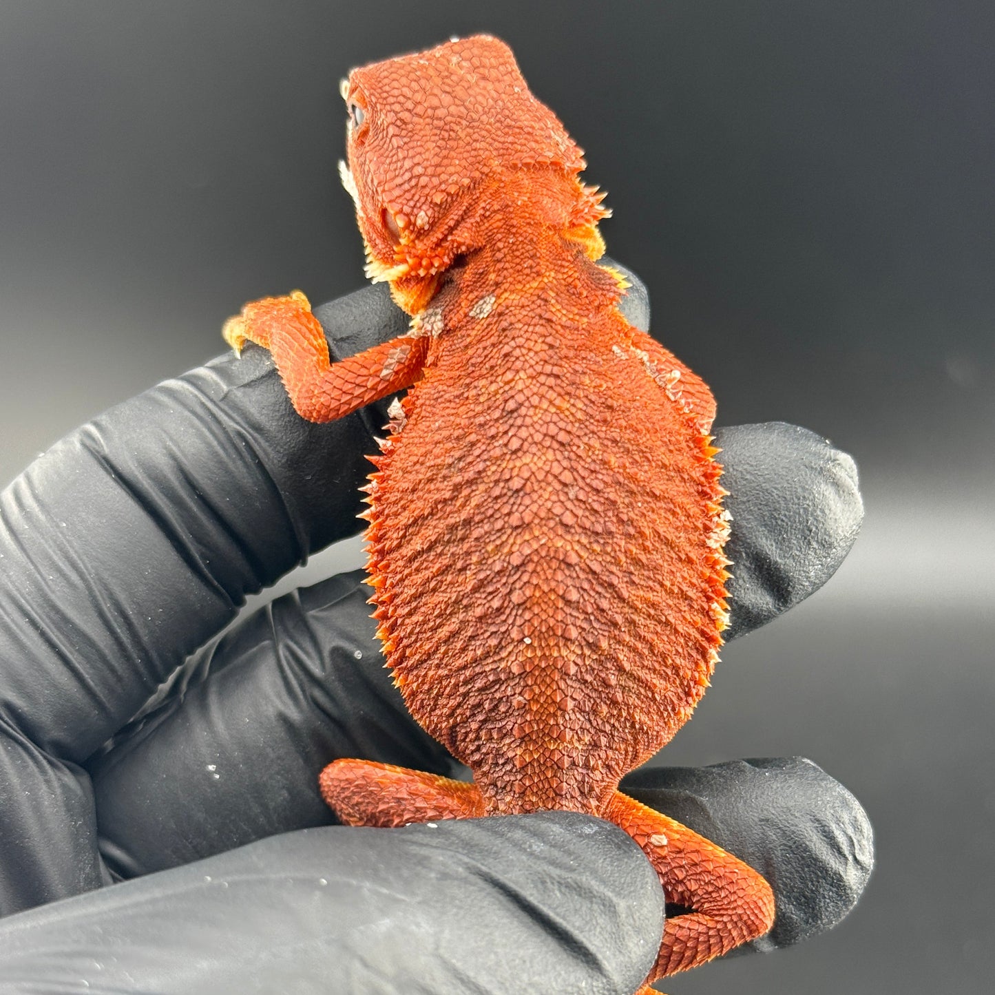 Red Trans Bearded Dragon 401