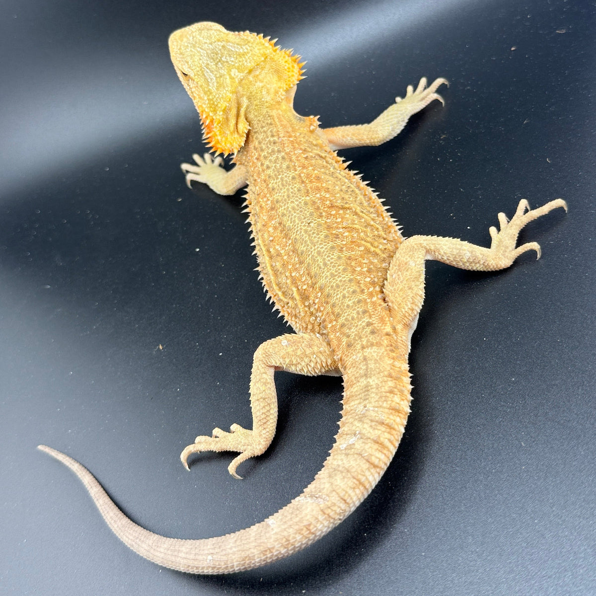 Hypo Trans Citrus G Stripe