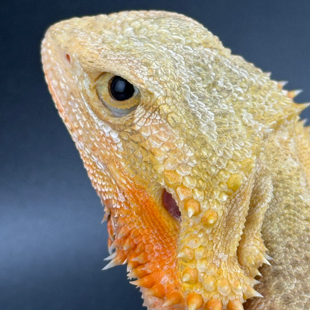 Hypo Trans Citrus G Stripe