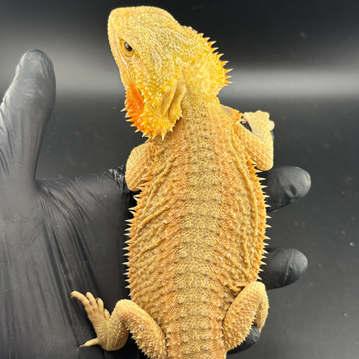 Hypo Trans Citrus G Stripe