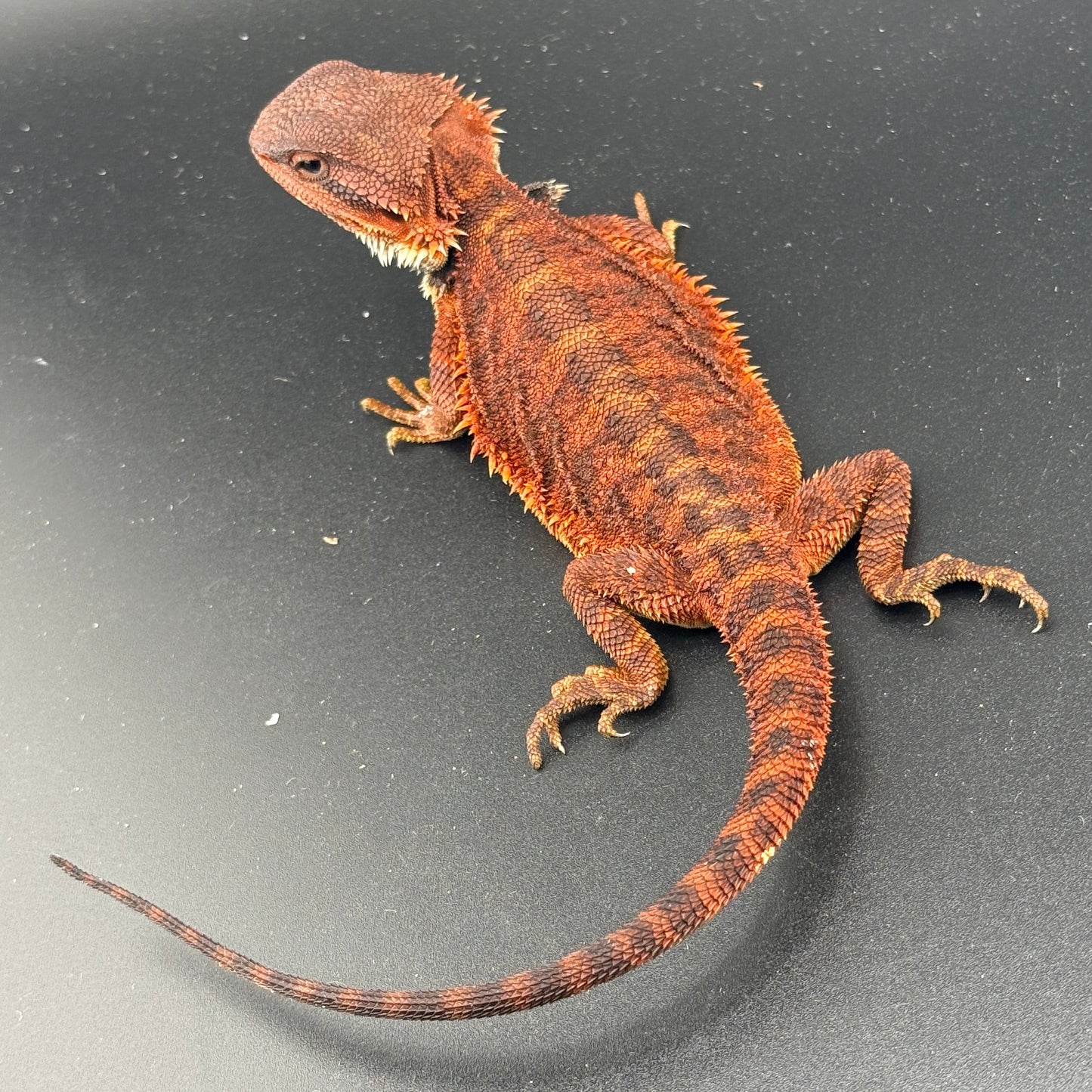 Red Trans Bearded Dragon 402