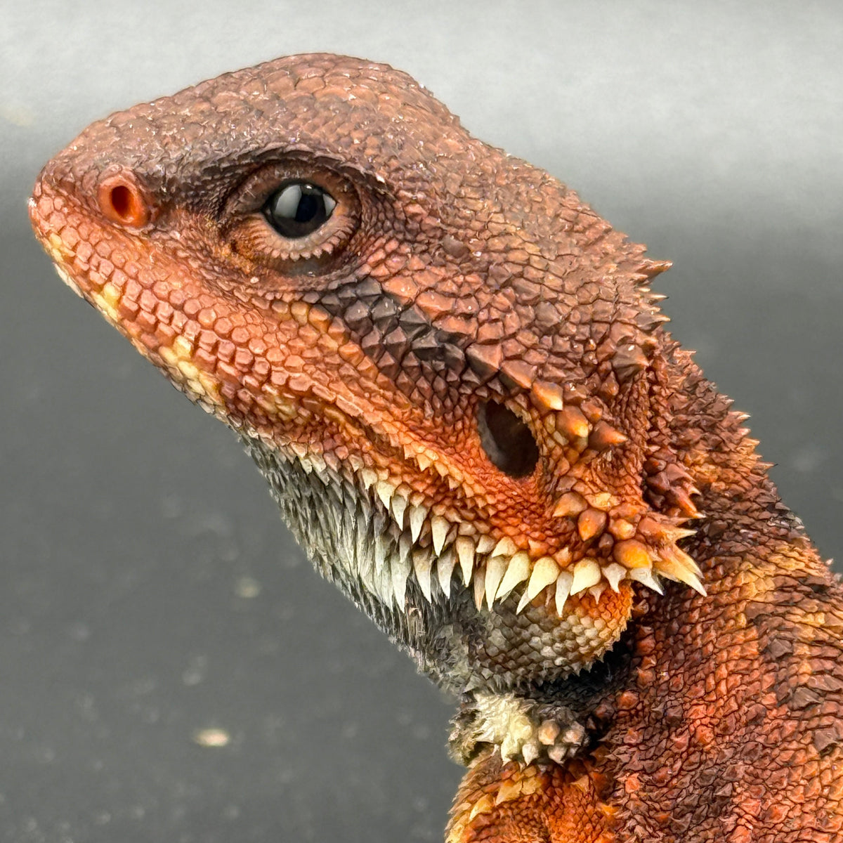 Red Trans Bearded Dragon 402