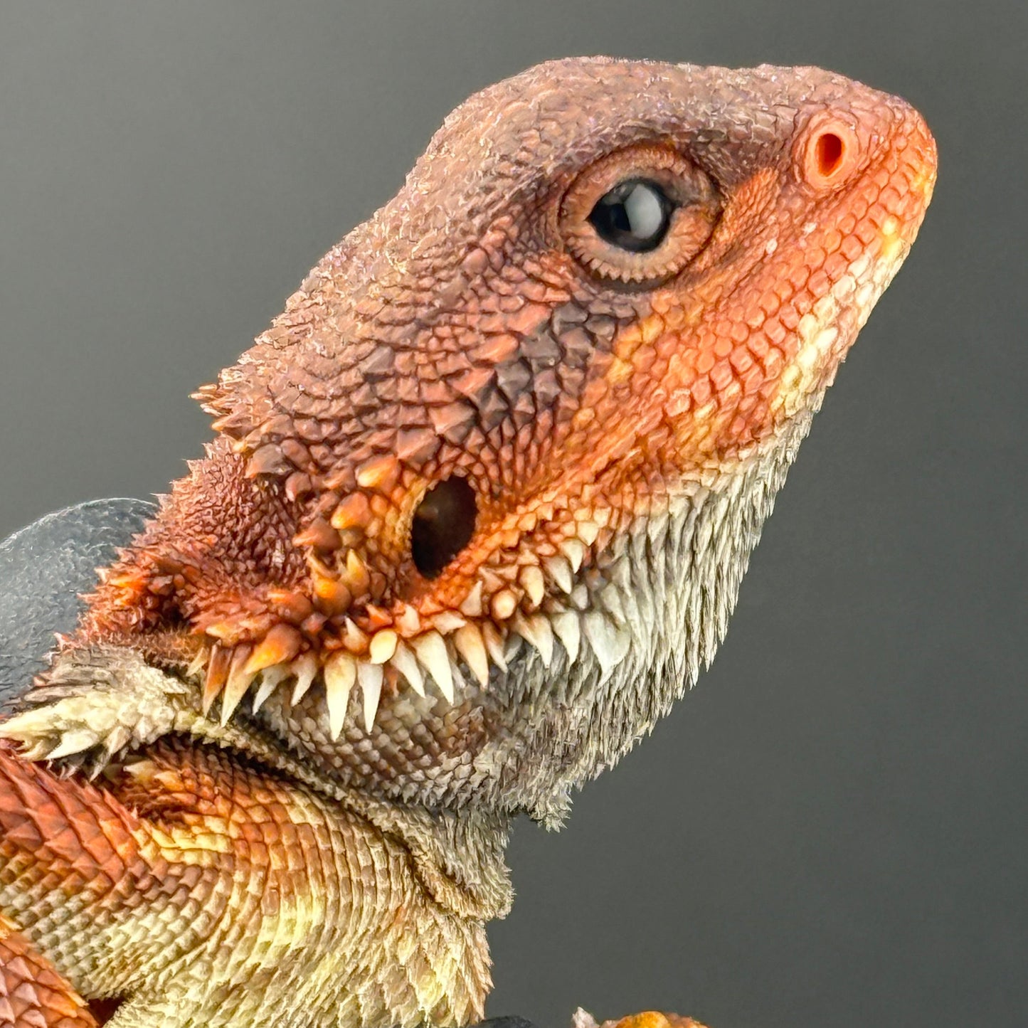 Red Trans Bearded Dragon 402