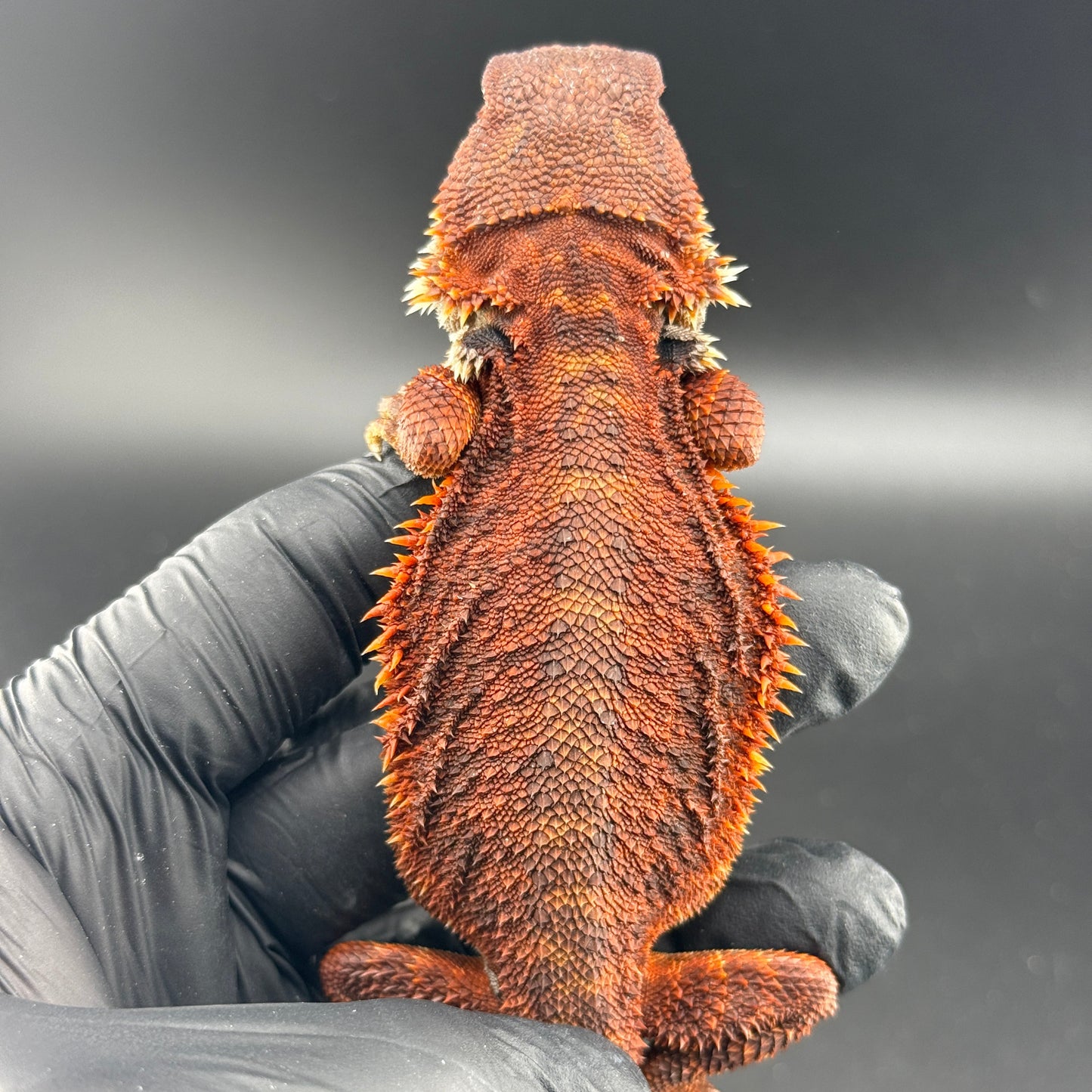Red Trans Bearded Dragon 402