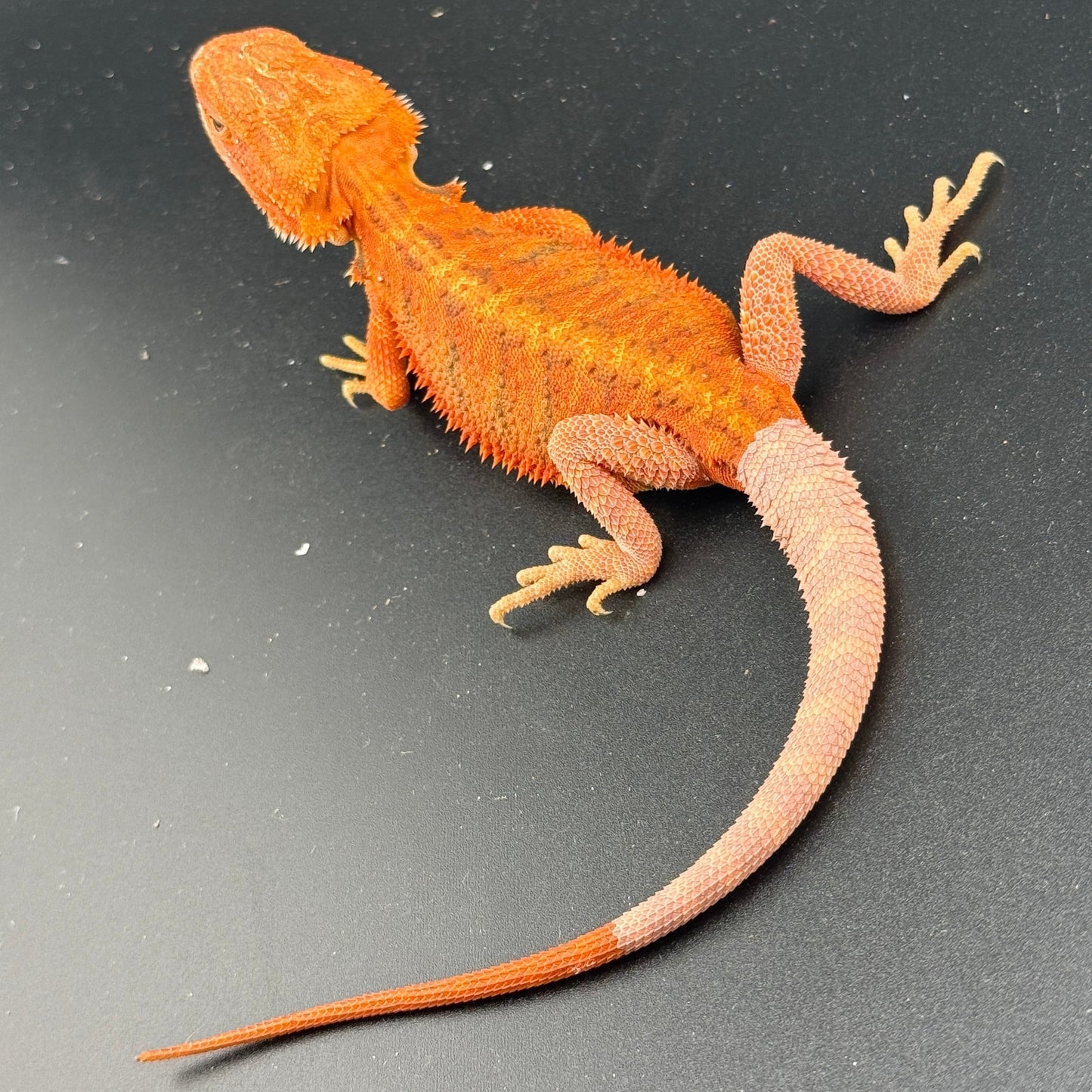 Red Hypo Bearded Dragon 403