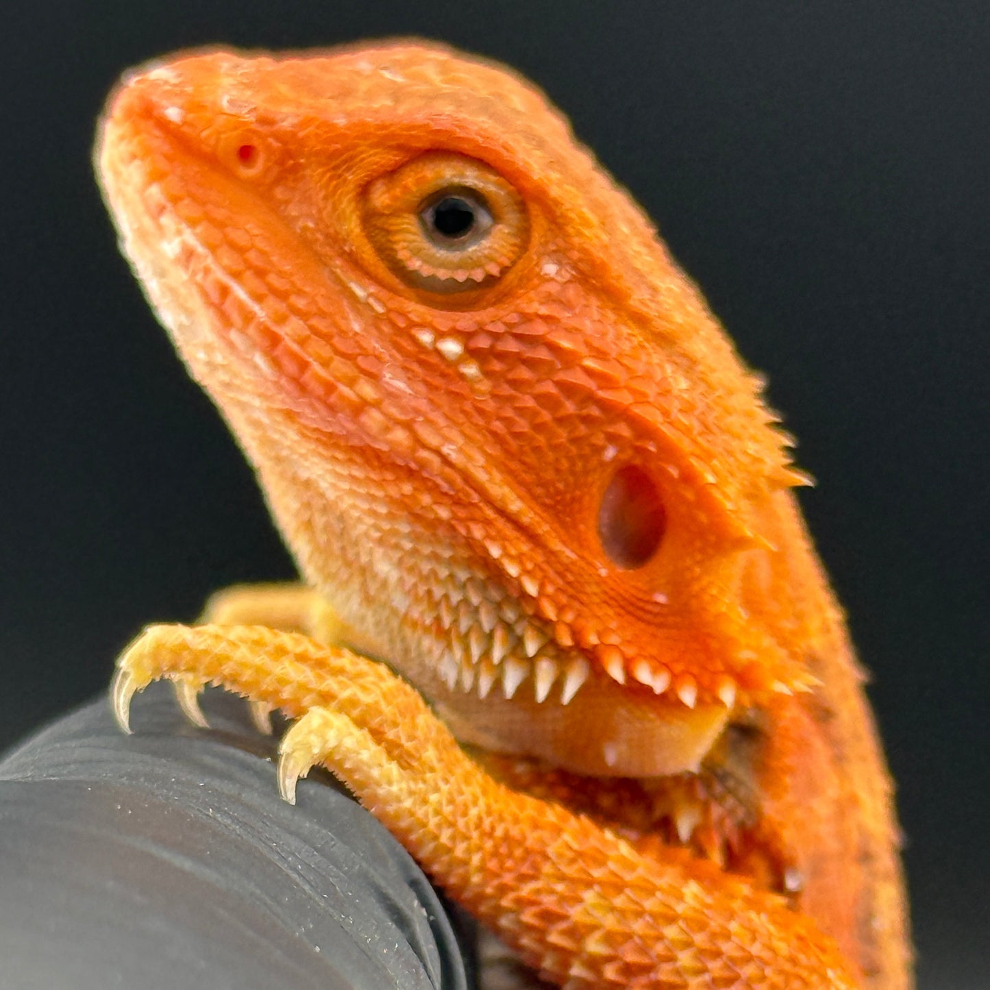 Red Hypo Bearded Dragon 403