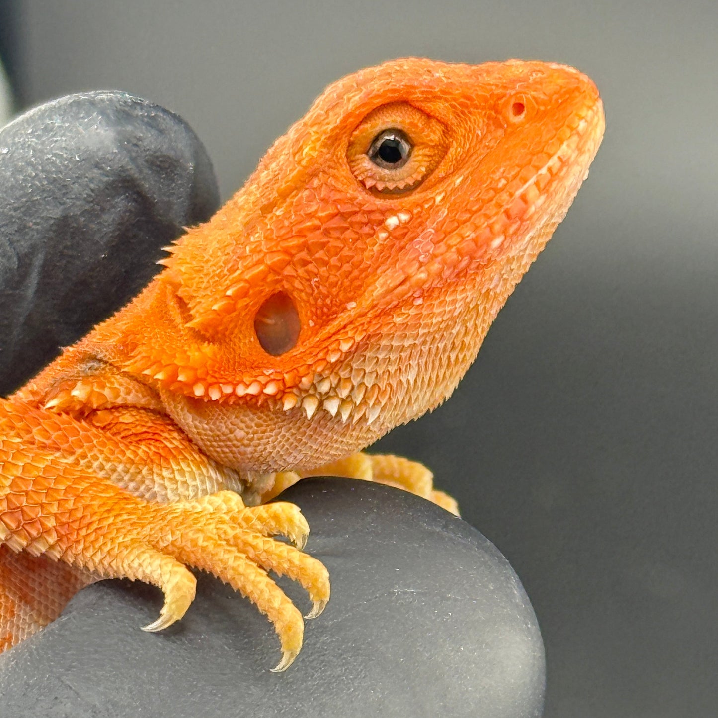 Red Hypo Bearded Dragon 403
