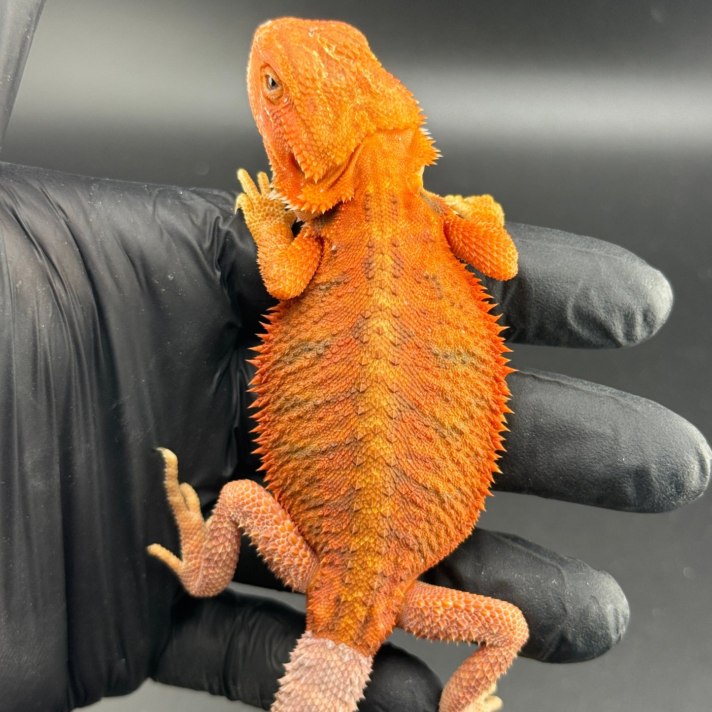 Red Hypo Bearded Dragon 403