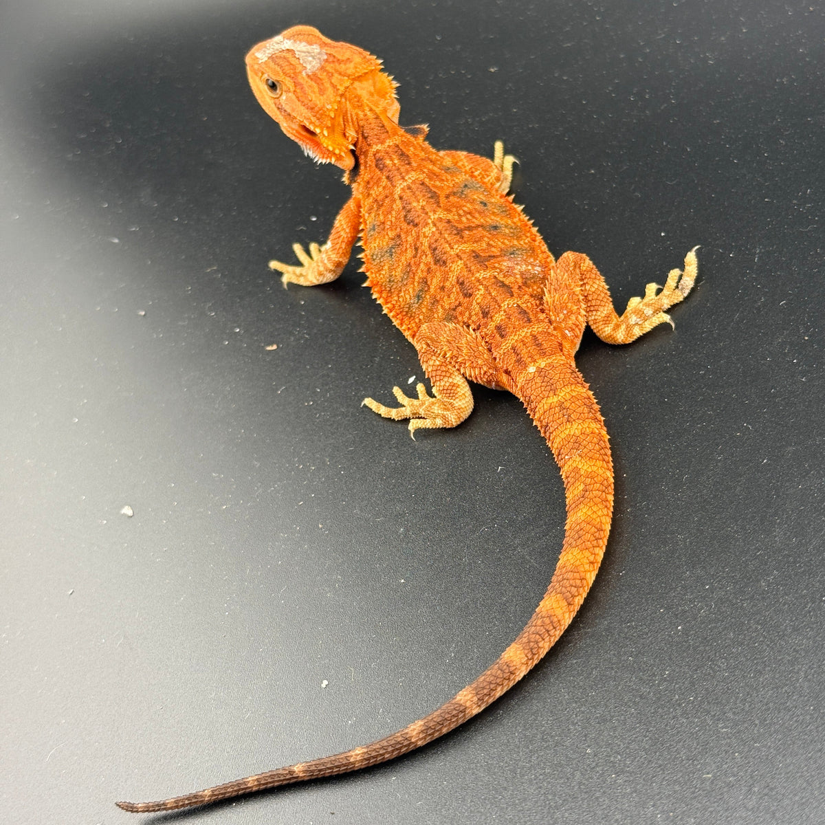 Red Trans Bearded Dragon 404