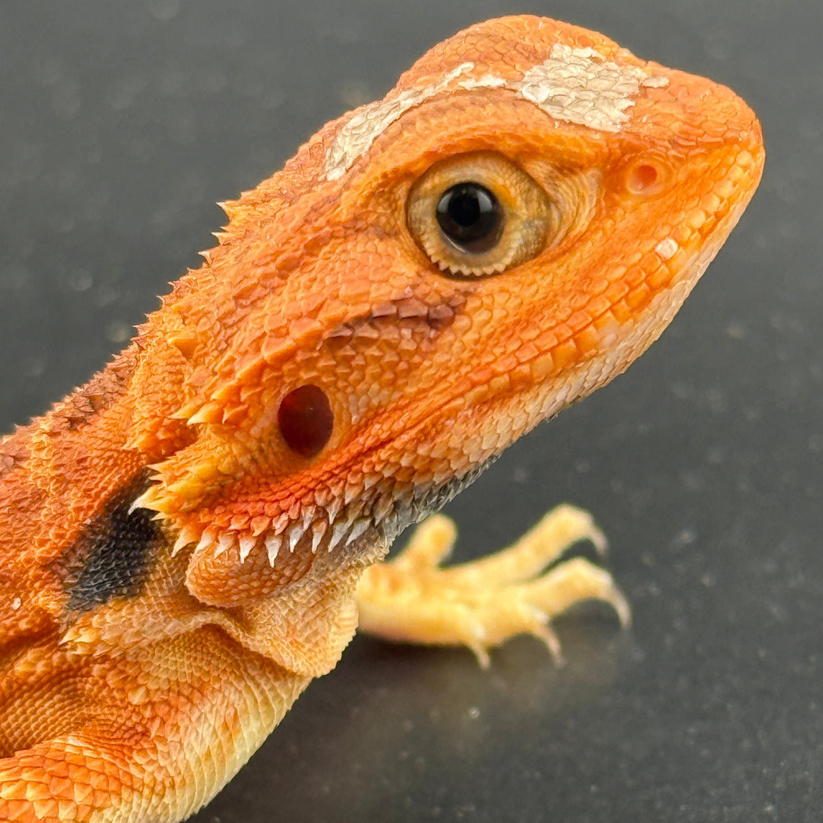 Red Trans Bearded Dragon 404