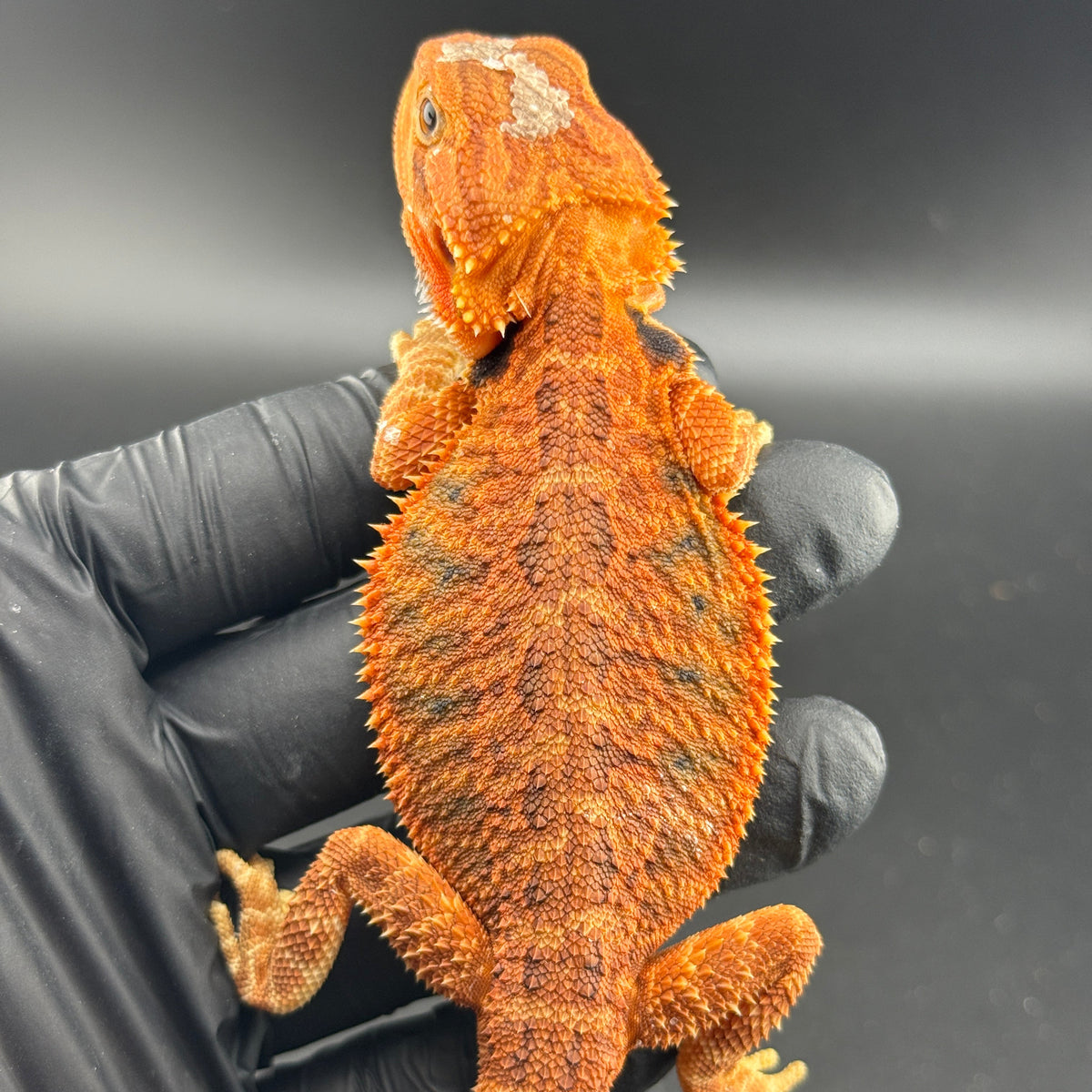 Red Trans Bearded Dragon 404