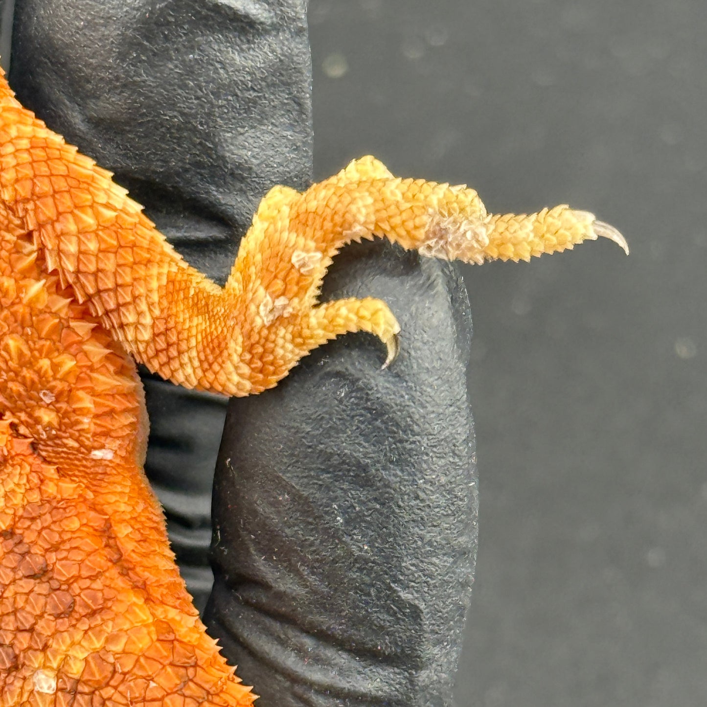 Red Trans Bearded Dragon 404