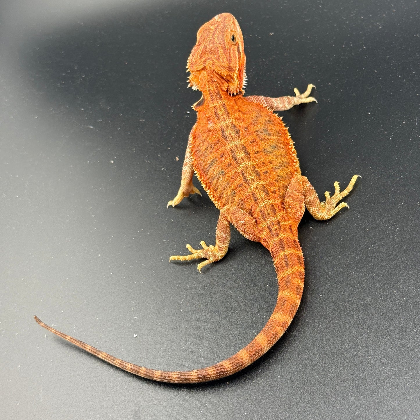 Red Trans Bearded Dragon 405
