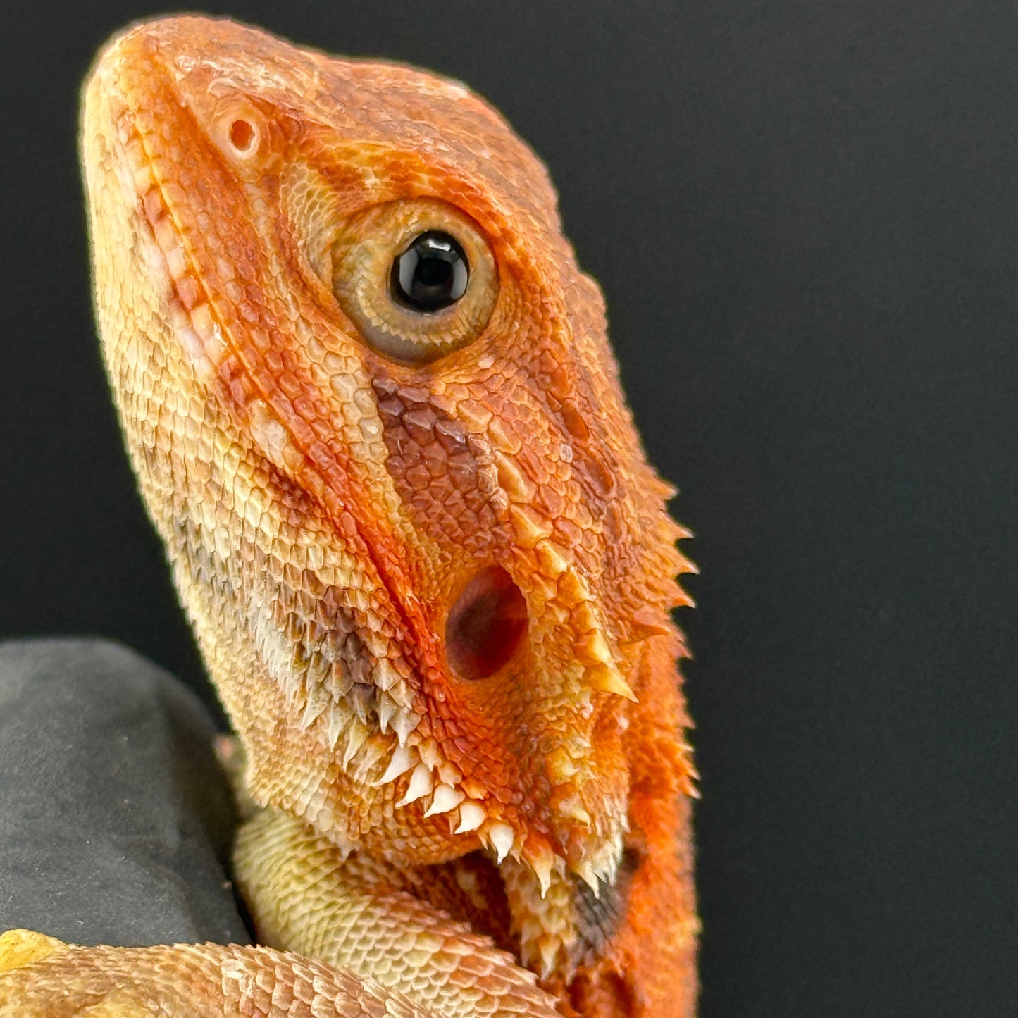 Red Trans Bearded Dragon 405