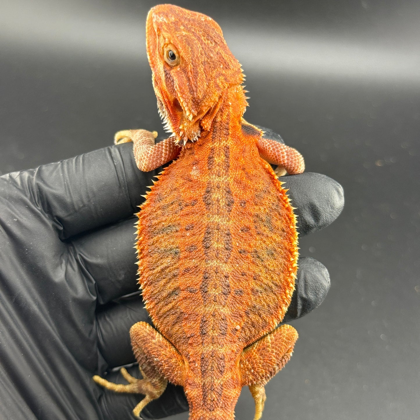Red Trans Bearded Dragon 405