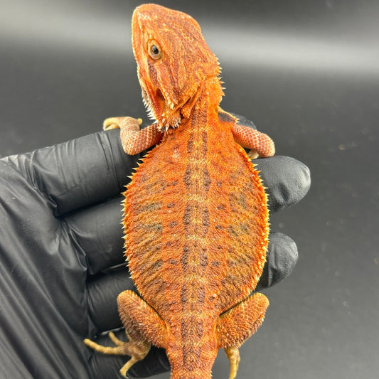 Red Trans Bearded Dragon 405