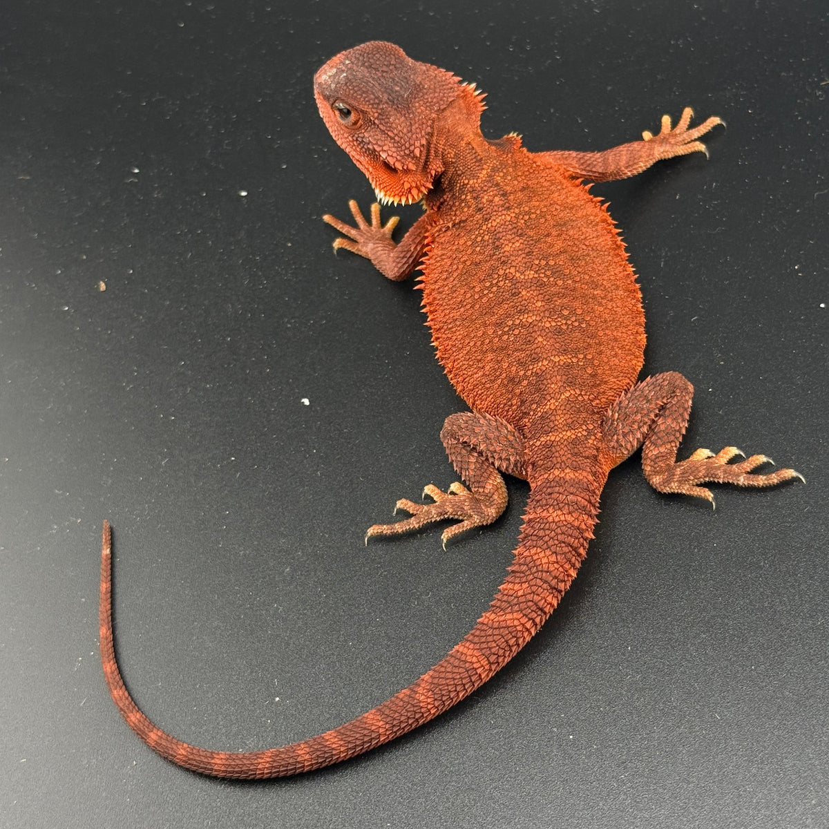 Red Trans Bearded Dragon 406