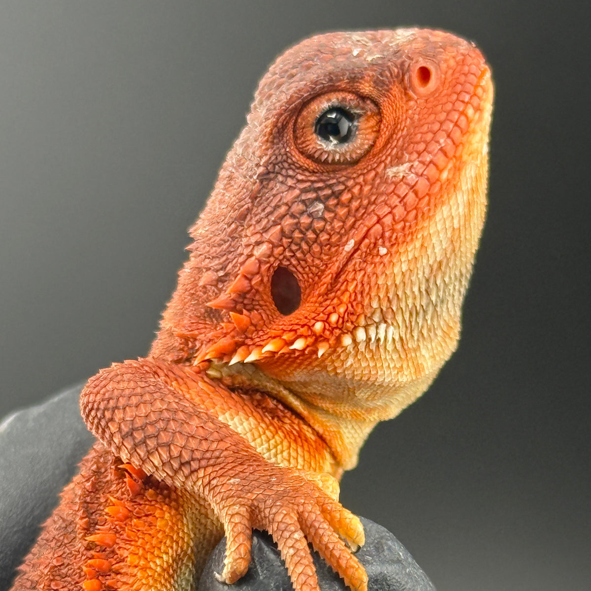 Red Trans Bearded Dragon 406