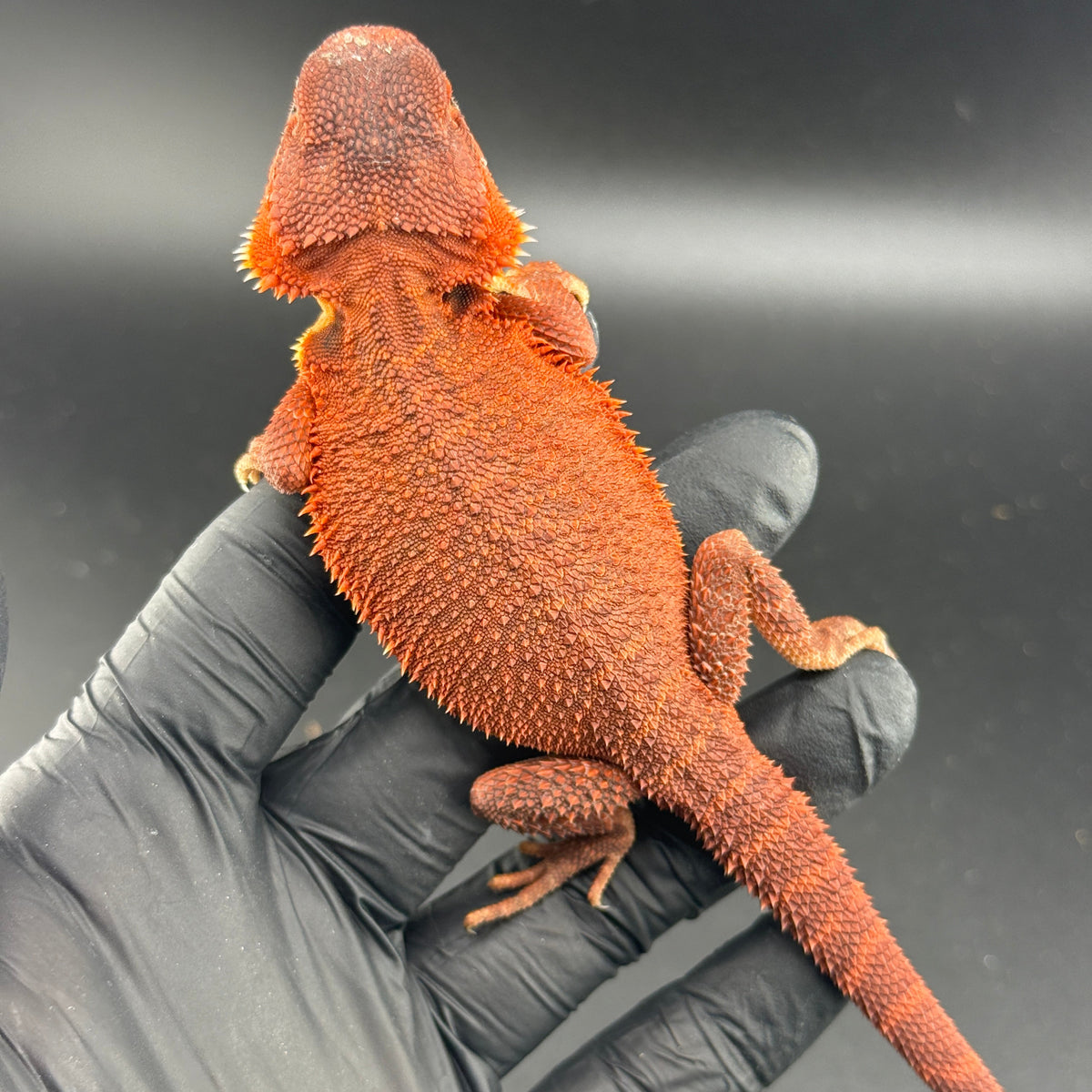Red Trans Bearded Dragon 406