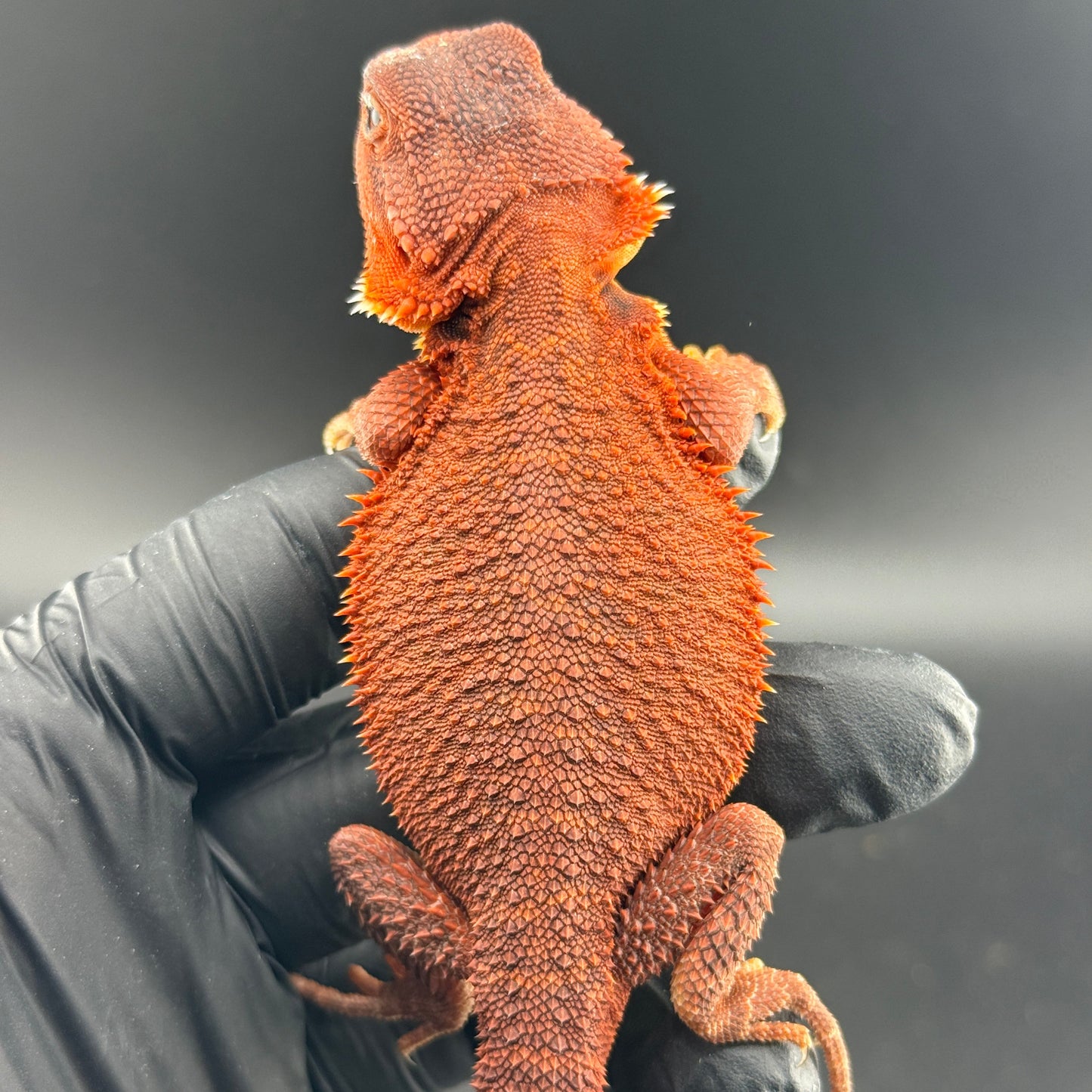 Red Trans Bearded Dragon 406