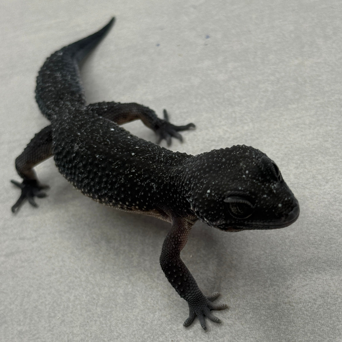Black Night Leopard Gecko 1500