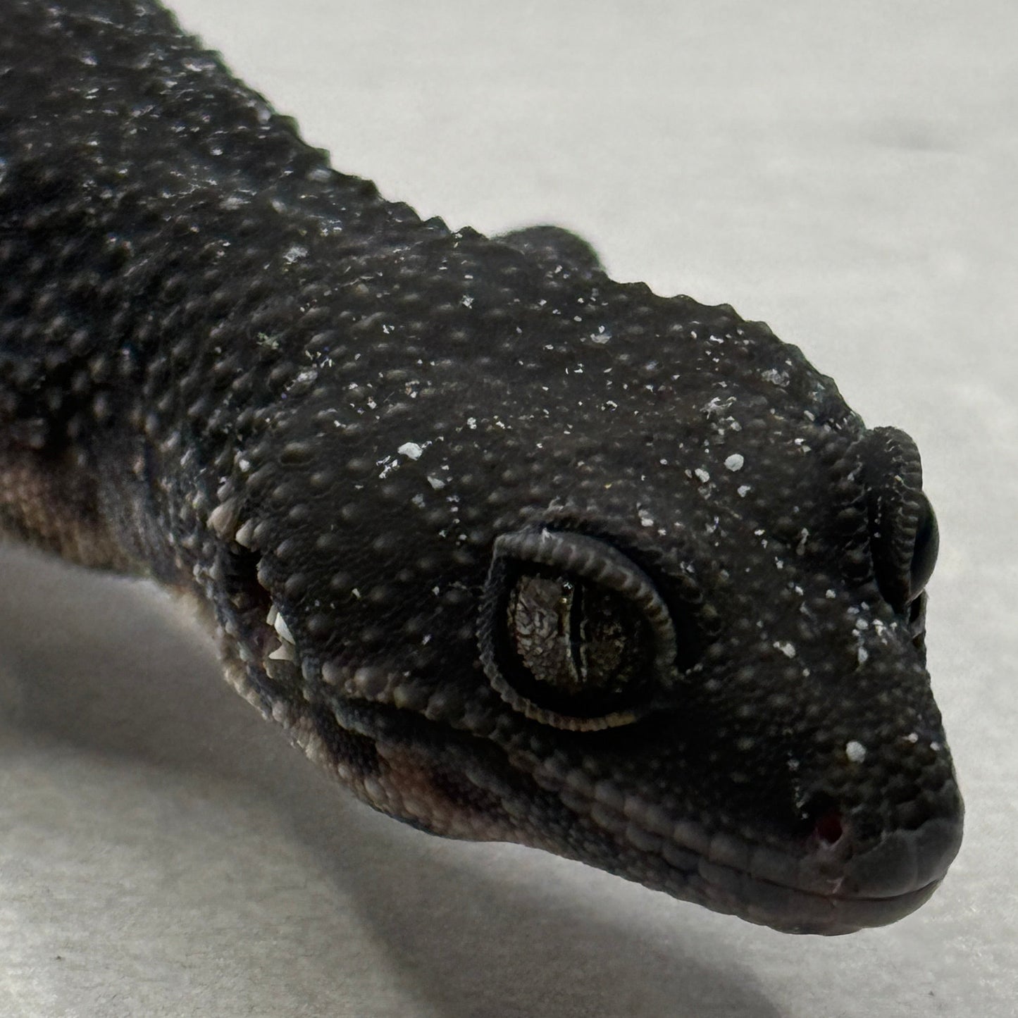 Black Night Leopard Gecko 1500