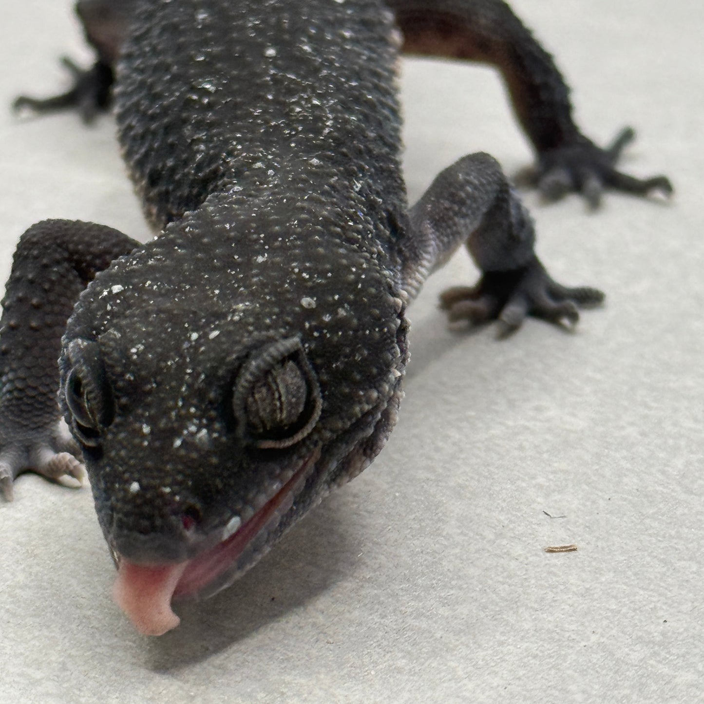 Black Night Leopard Gecko 1500