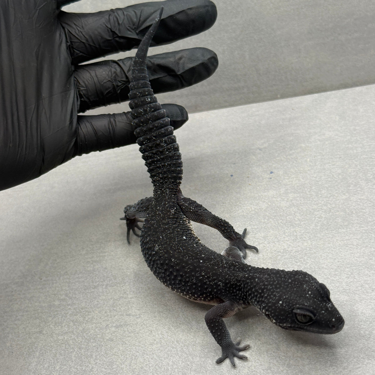 Black Night Leopard Gecko 1500